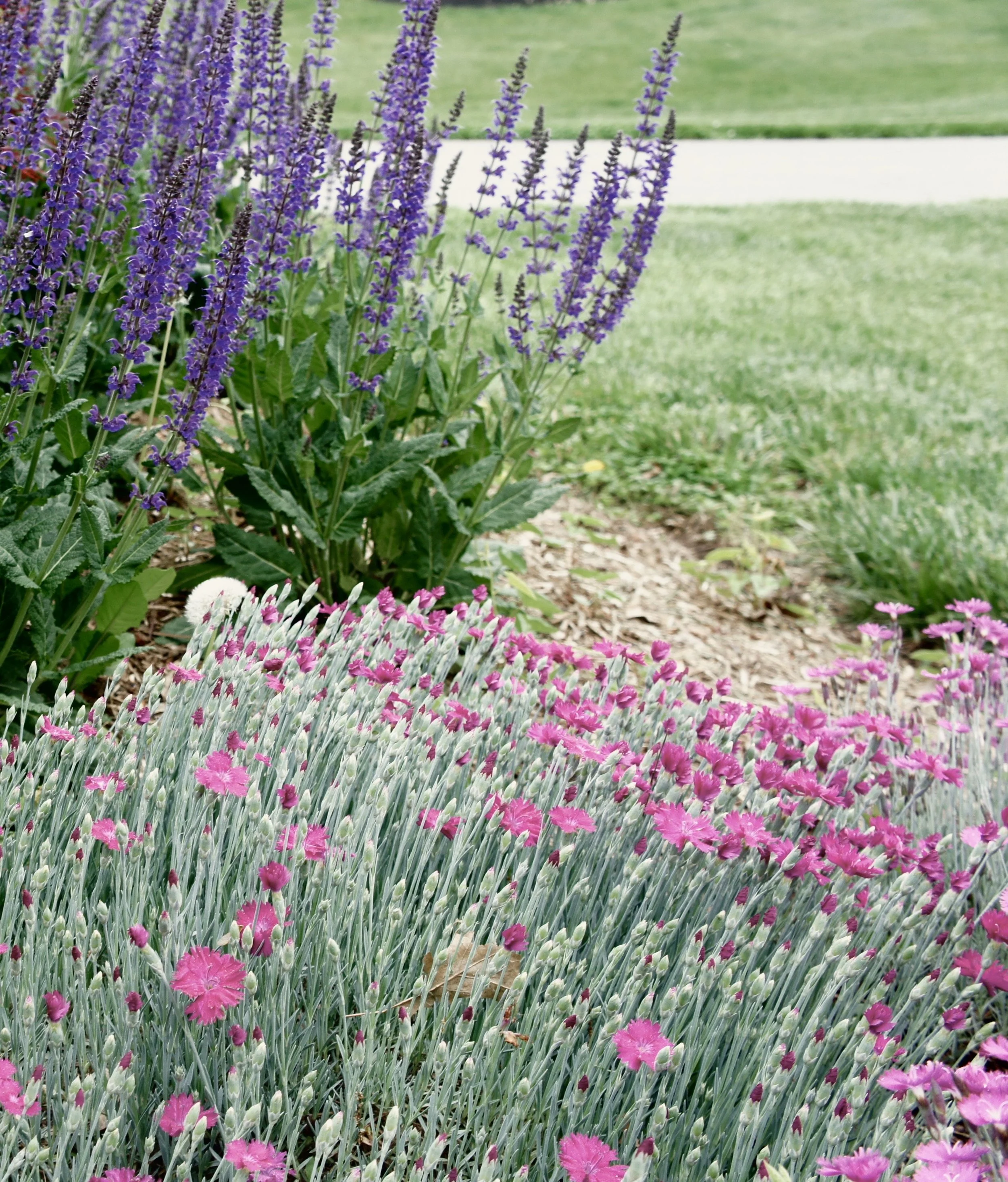 Pet Safe Lawn Care Laytonsville Veterinary Practice