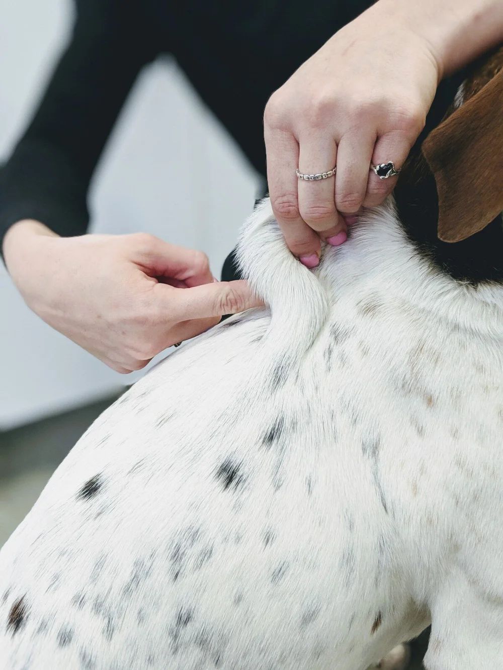 Injections How To Give Injections Under The Skin Laytonsville Veterinary Practice