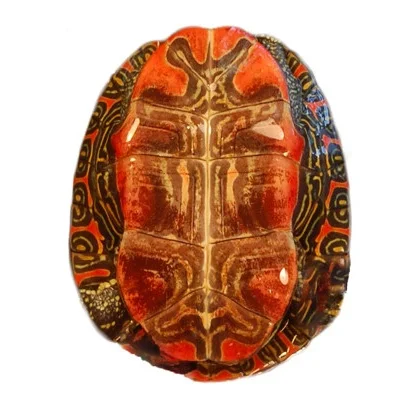 Painted turtle ( Chrysemys picta ) plastron (ventral view)