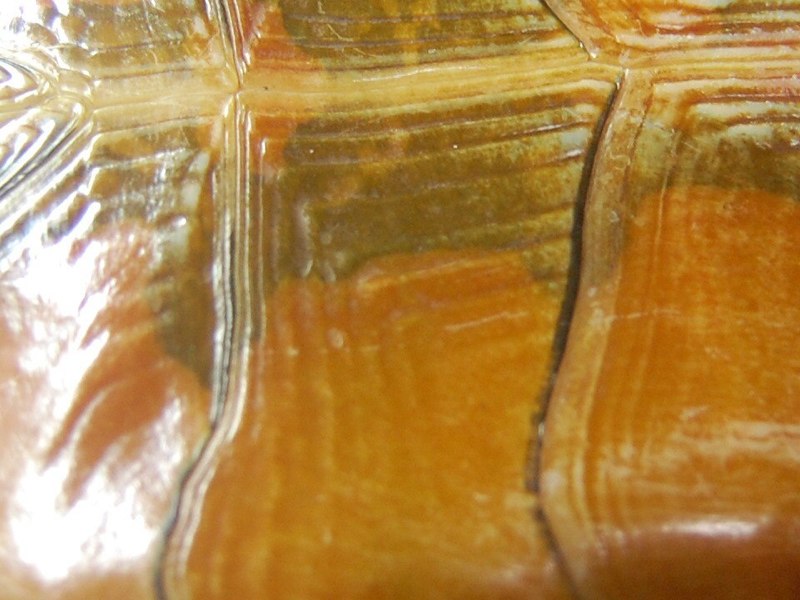 Close up of a painted turtle plastron