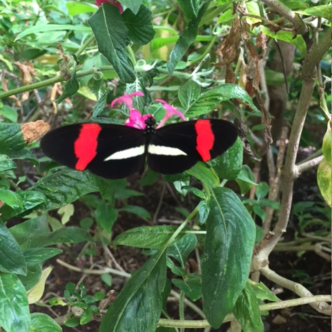 Heliconiid butterfly with bright red wing tips