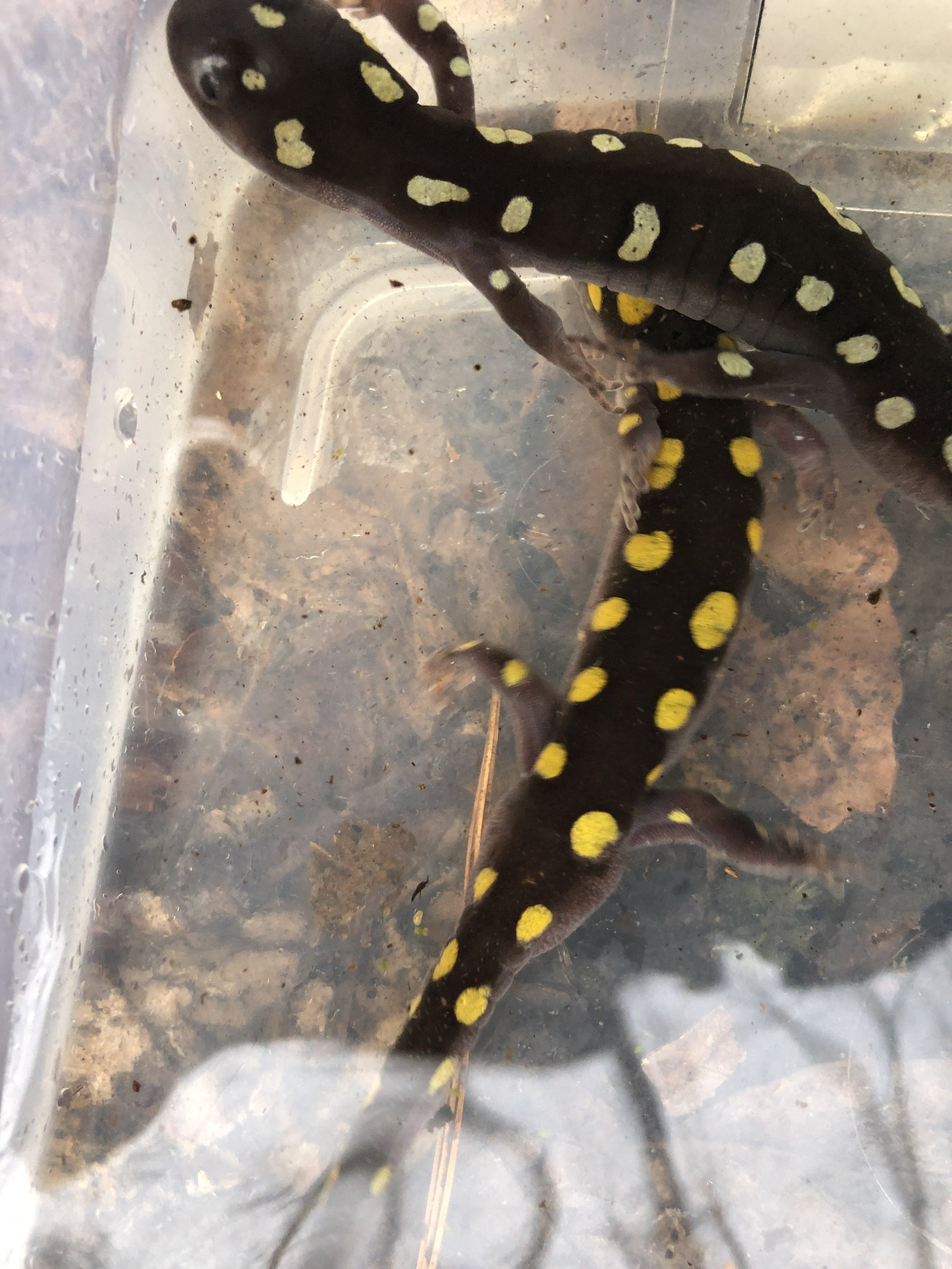Two spotted salamanders, one with yellow spots and one with gray