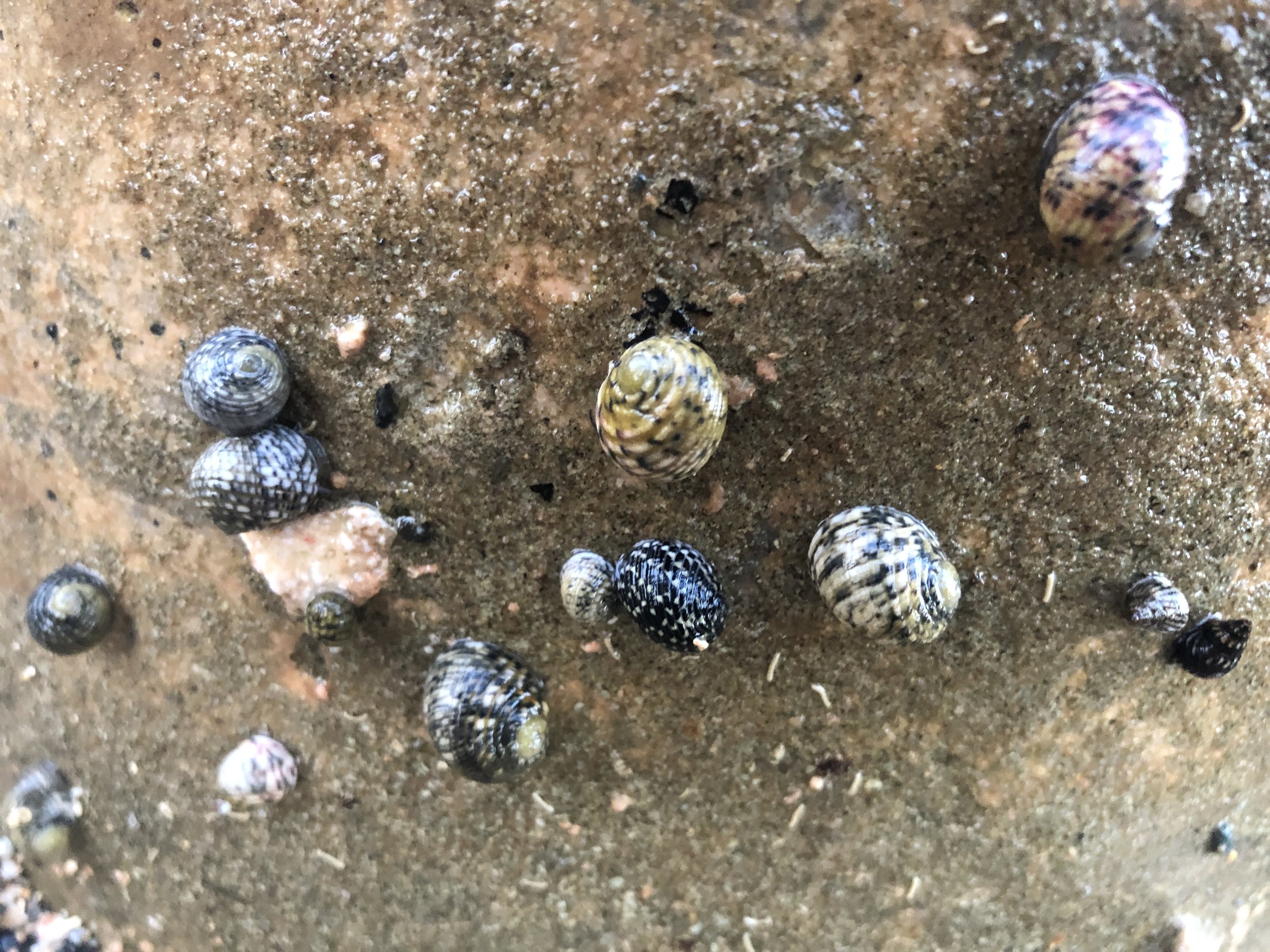 Snails of various colors clinging to a rock