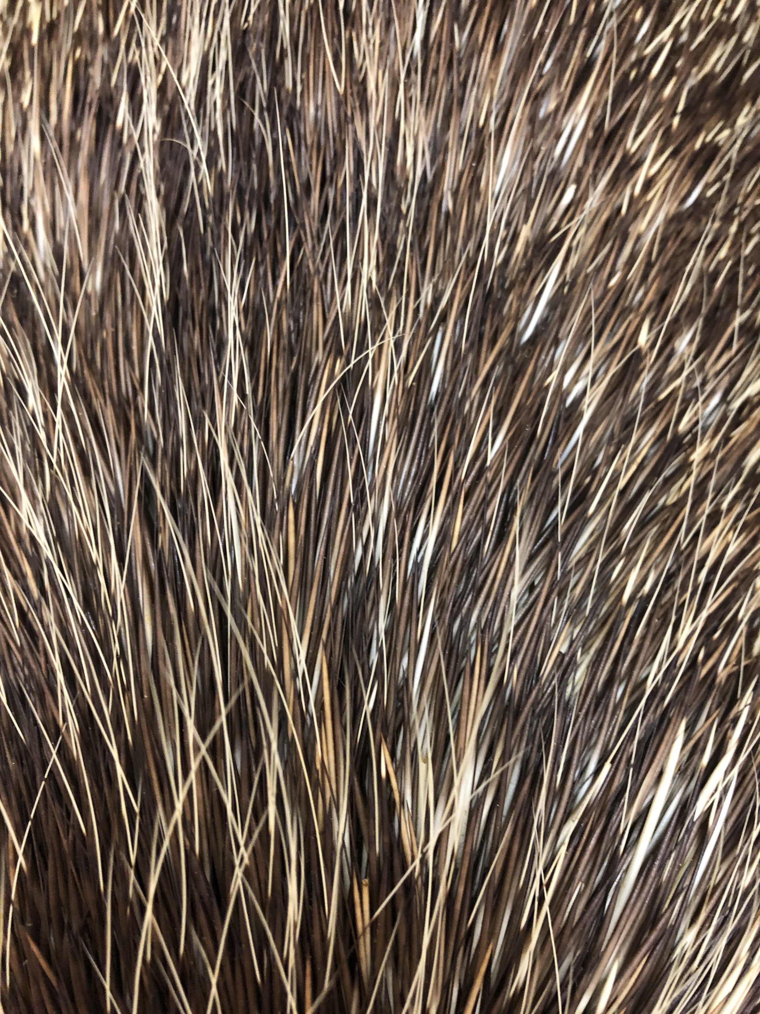 Porcupine fur showing a range of colors