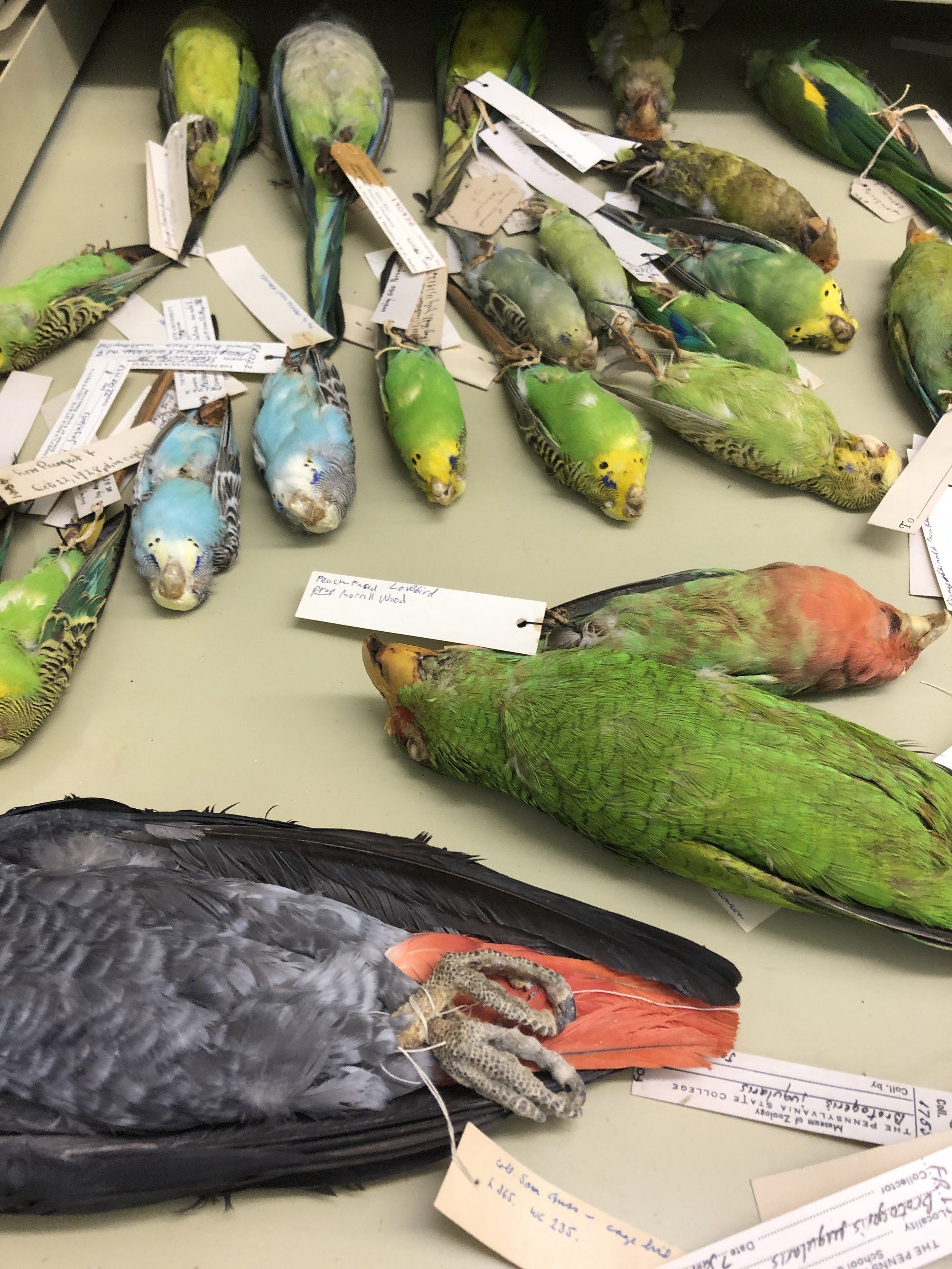 Taxidermied parrots in a museum