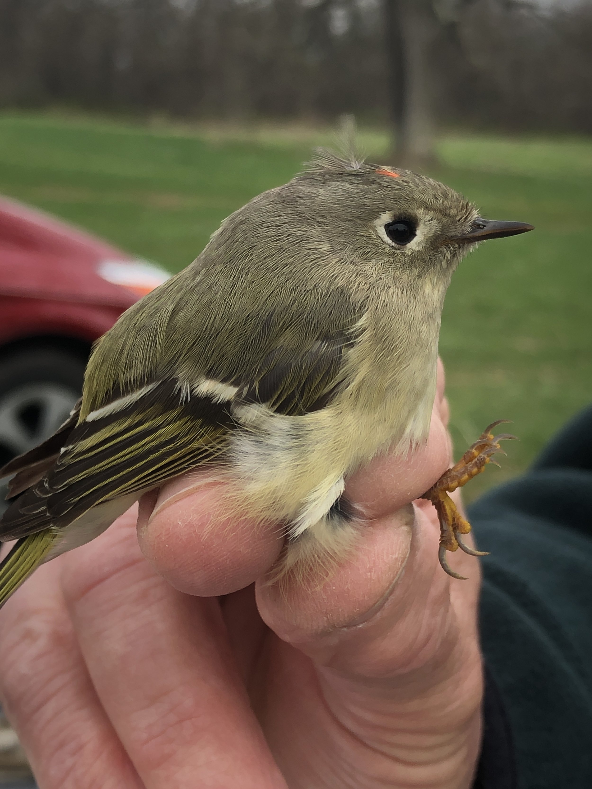 Ruby-crowned kinglet being held after being banded