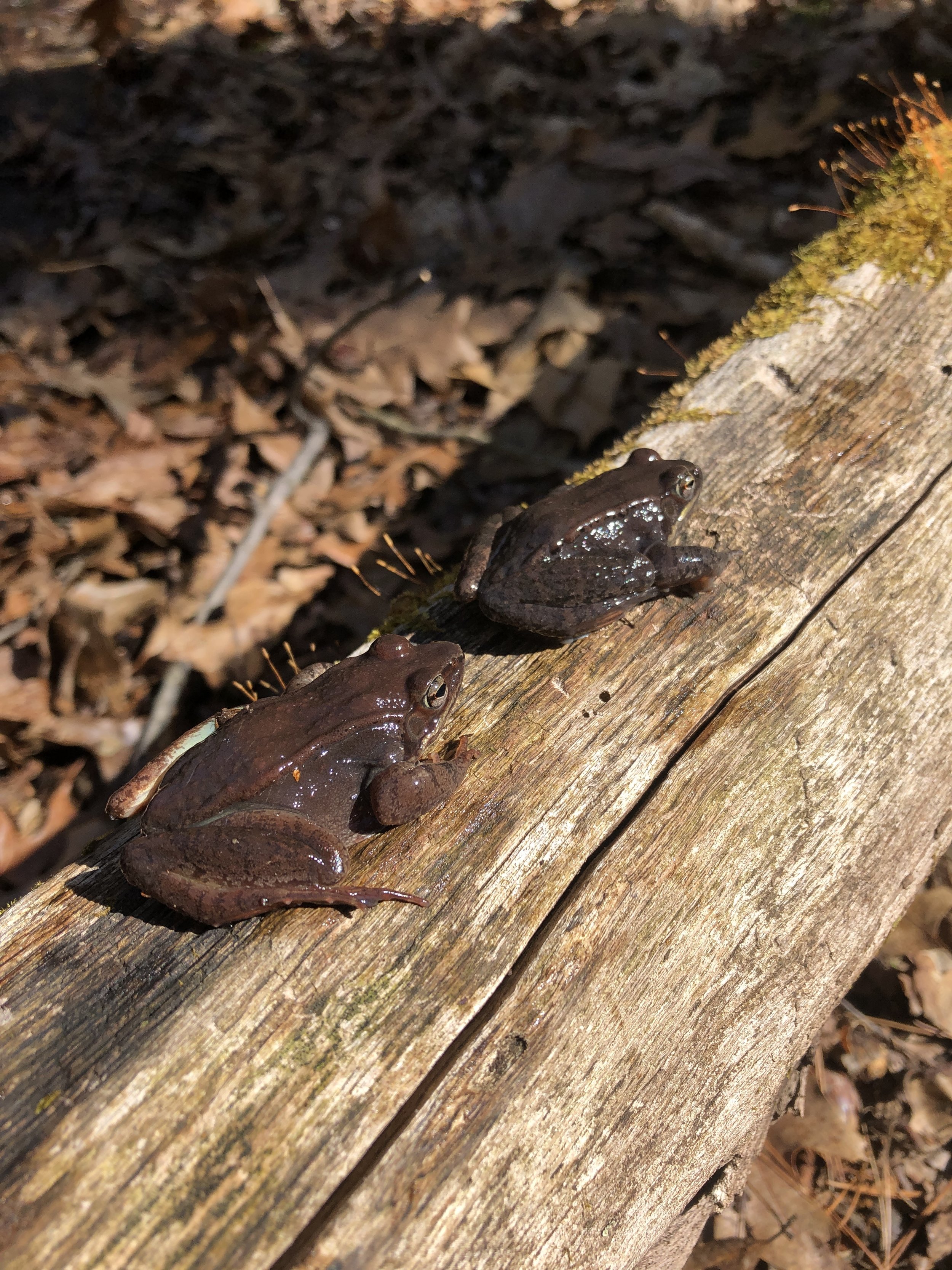 Two wood frogs on a log, both of different colors