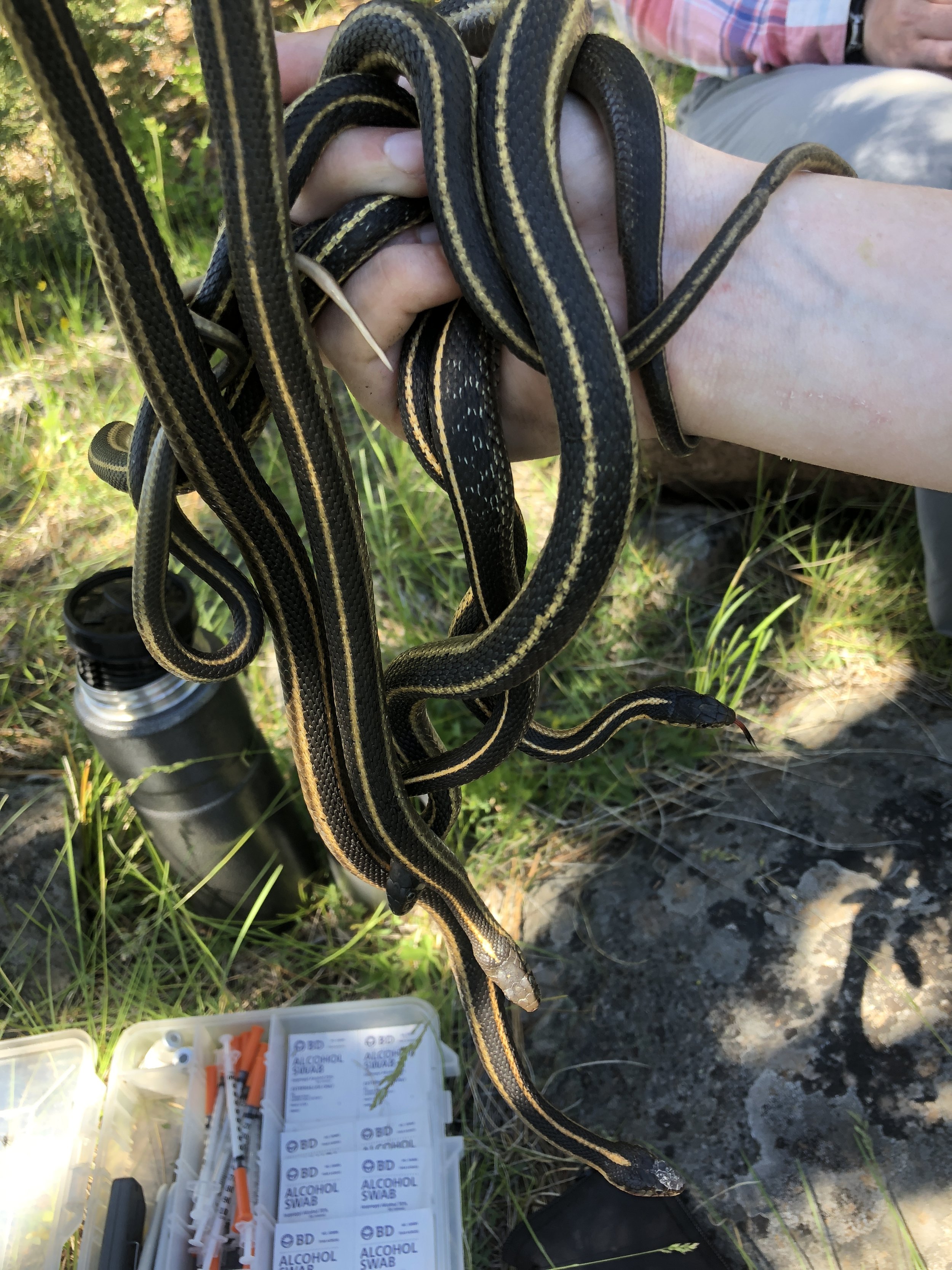A handful of garter snakes