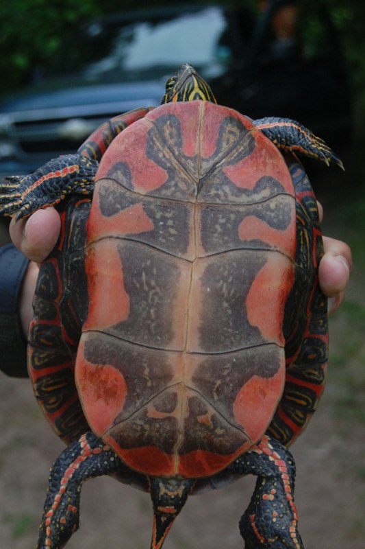 Painted turtle being held up to show ventral shell colors