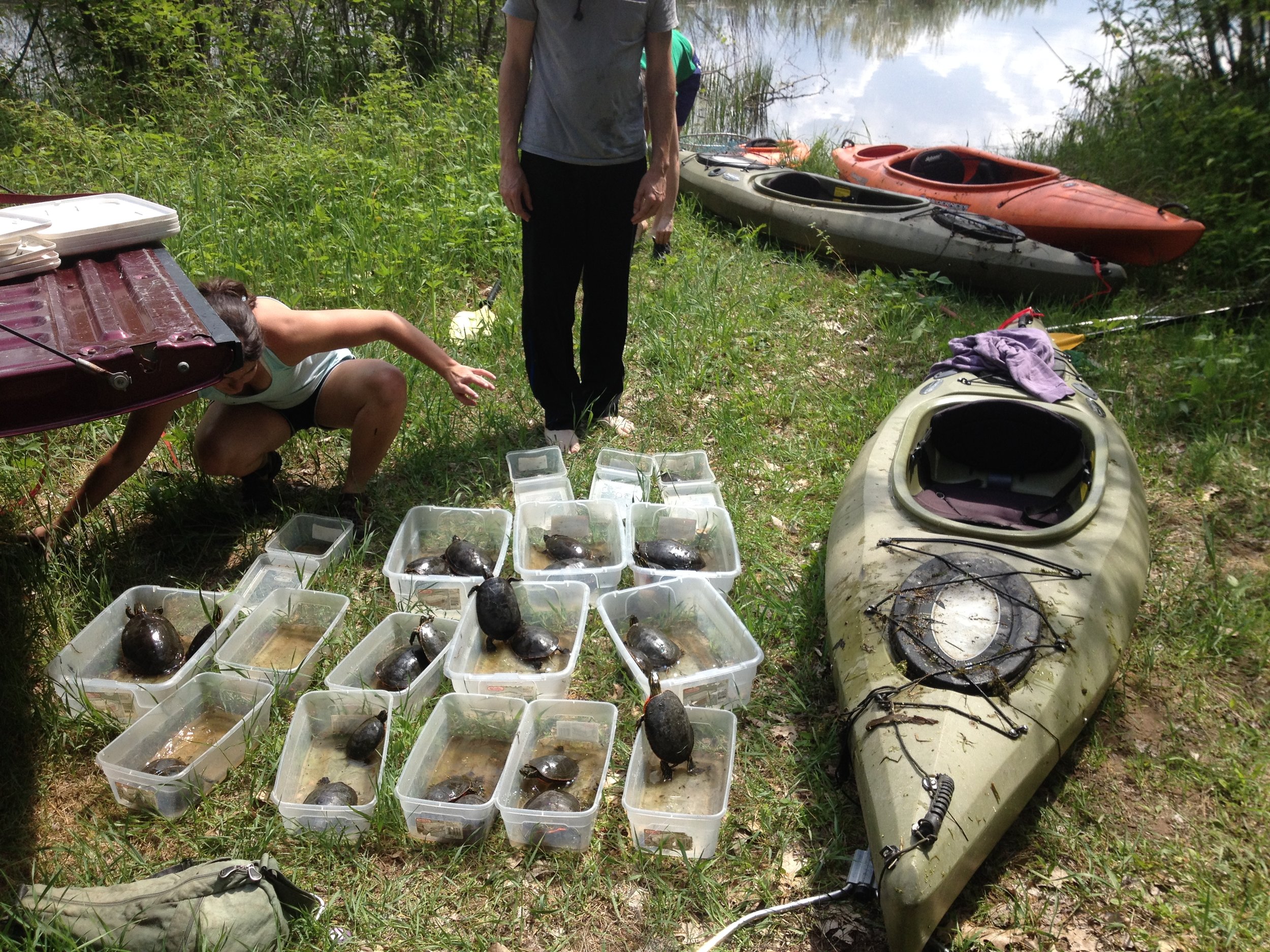 Bins of turtles next to a kayak after a successful morning of capturing