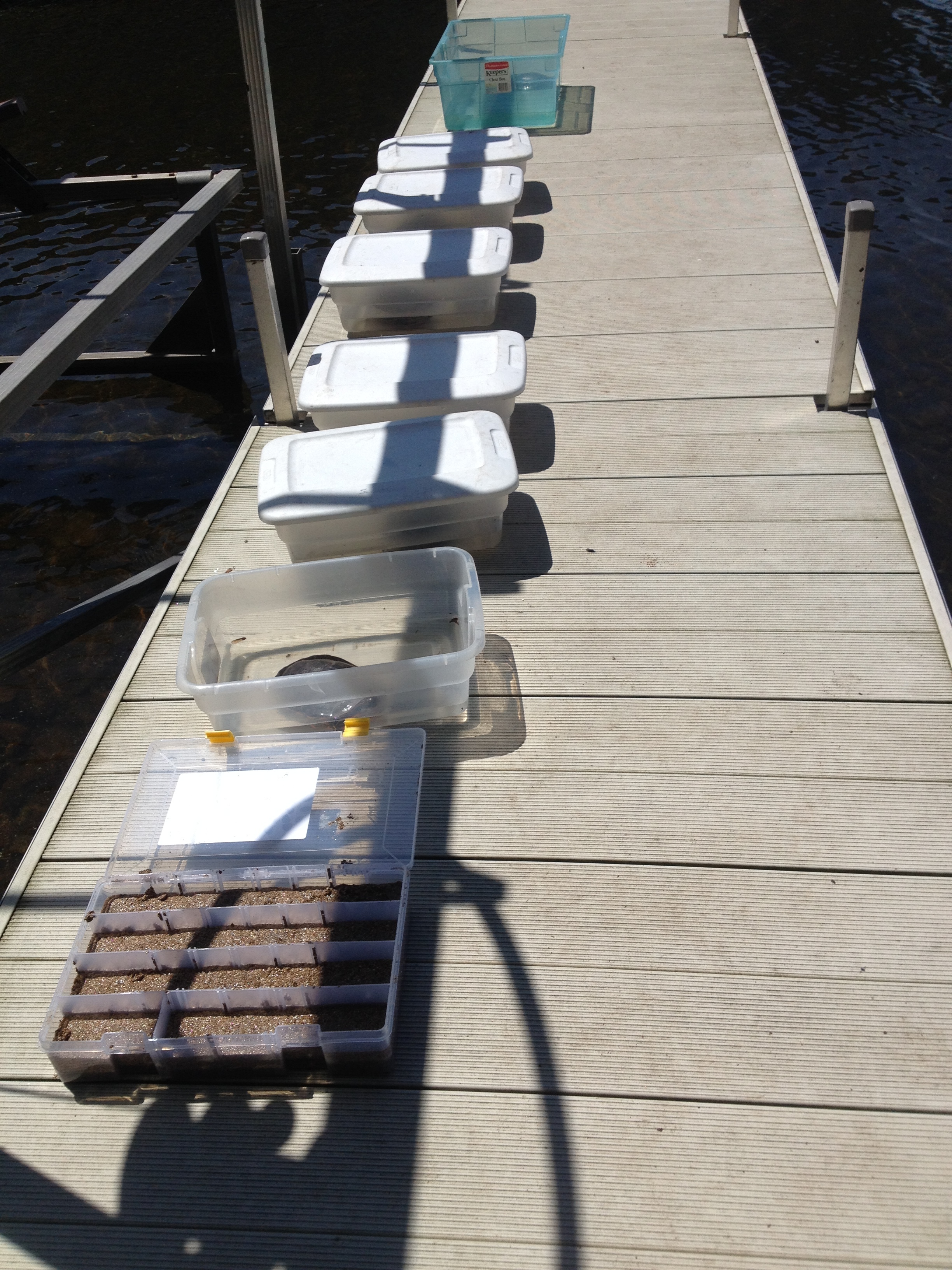 Bins of turtles lined up on a pier