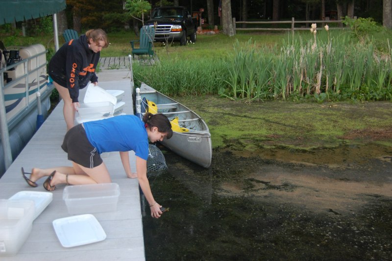 Researchers leaning off pier to release turtles back into the water