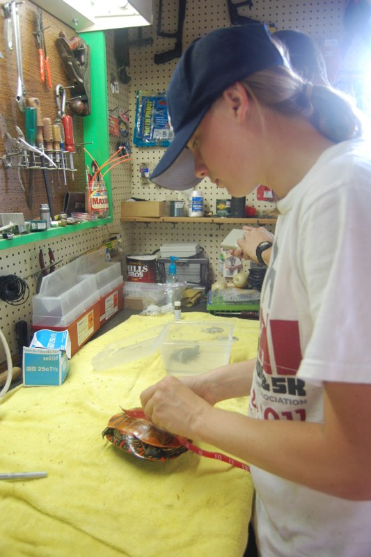 Researcher measuring a turtle on a bright yellow towel