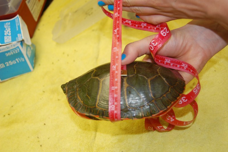 Measuring tape wrapped around a painted turtle to measure shell circumference