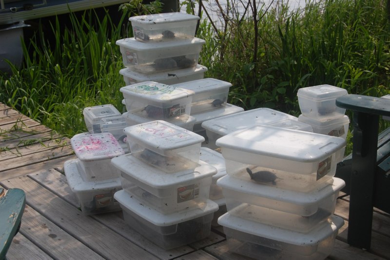 Bins of turtles awaiting data collection