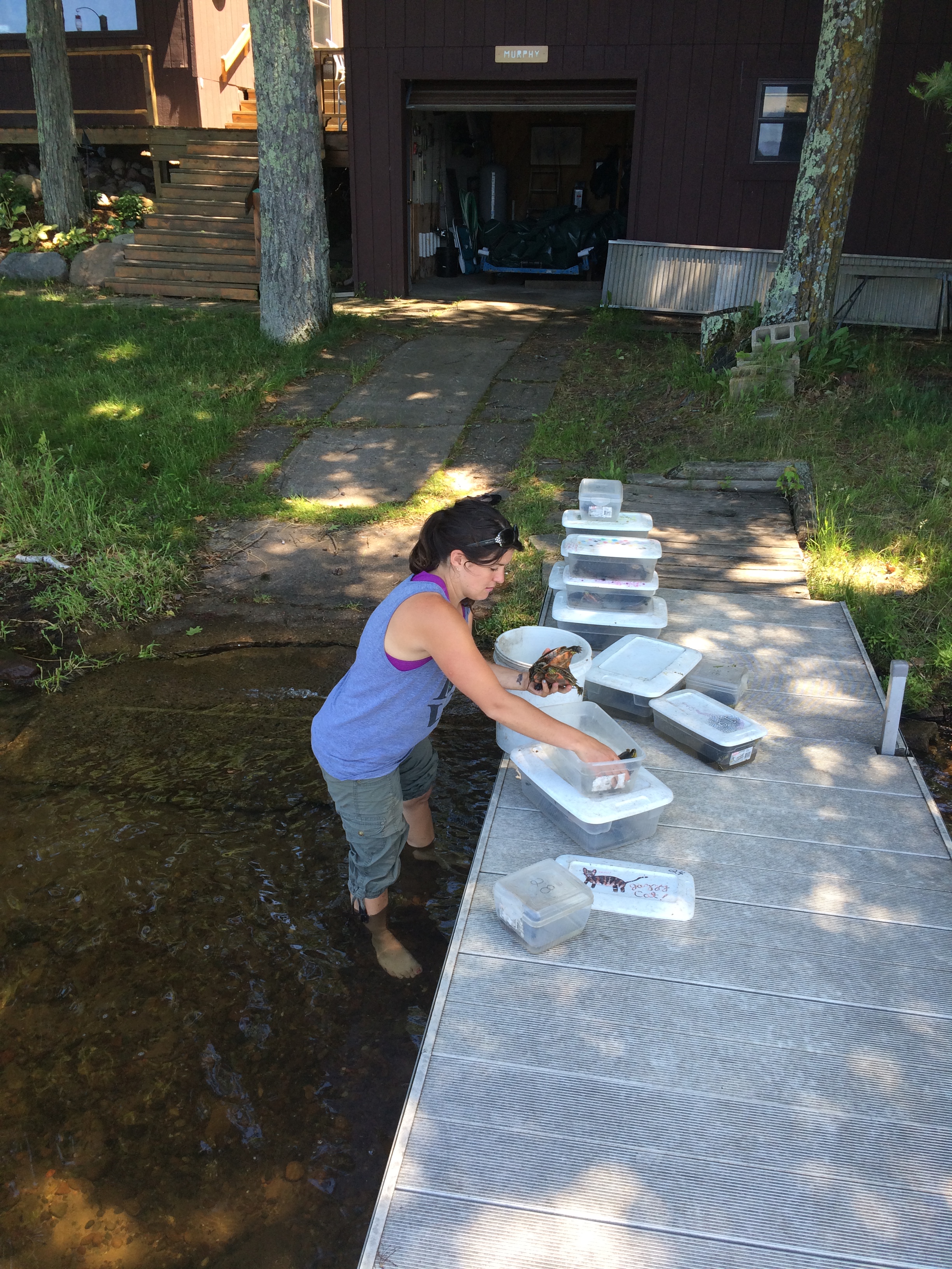 Researcher adding fresh water to bins of turtles at the field station