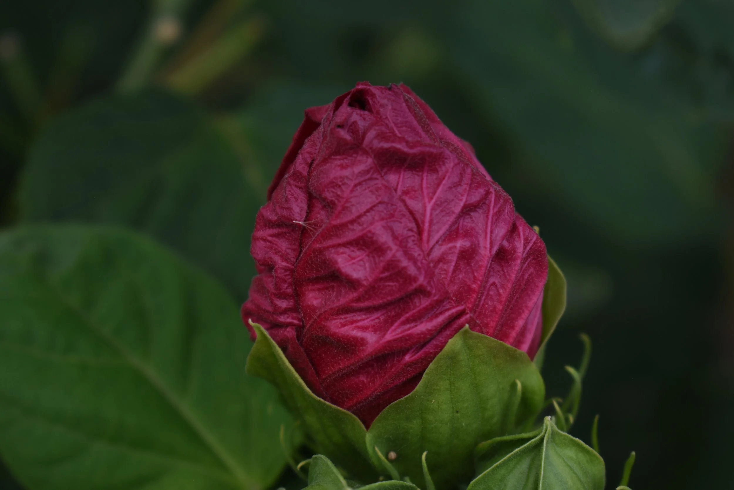 DSC_1168.JPG