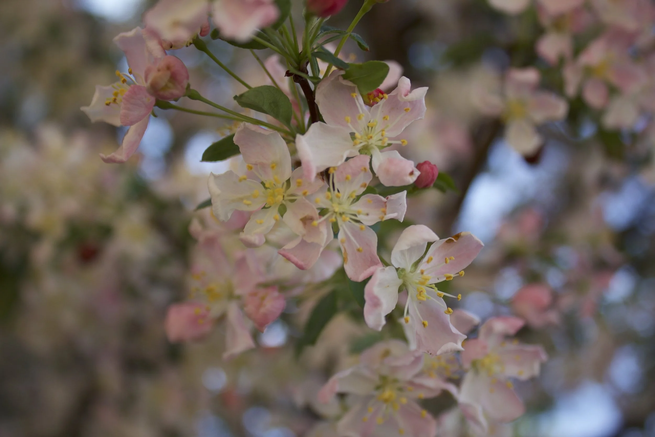 Art208_DelaneyCoffman_C1_Large Aperture2.JPG