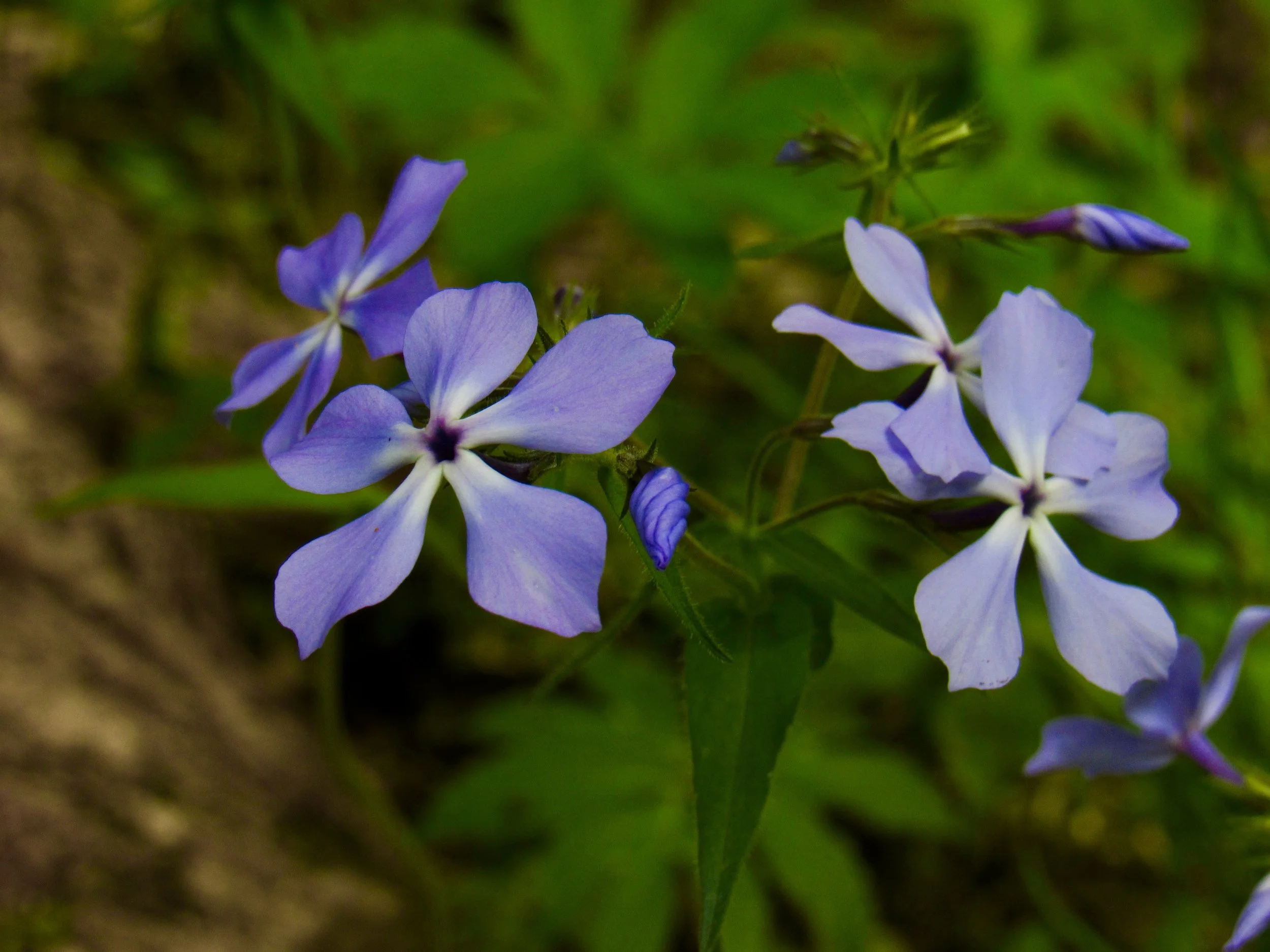 Art208_BrooksMeyer_C2_Low ISO2.JPG