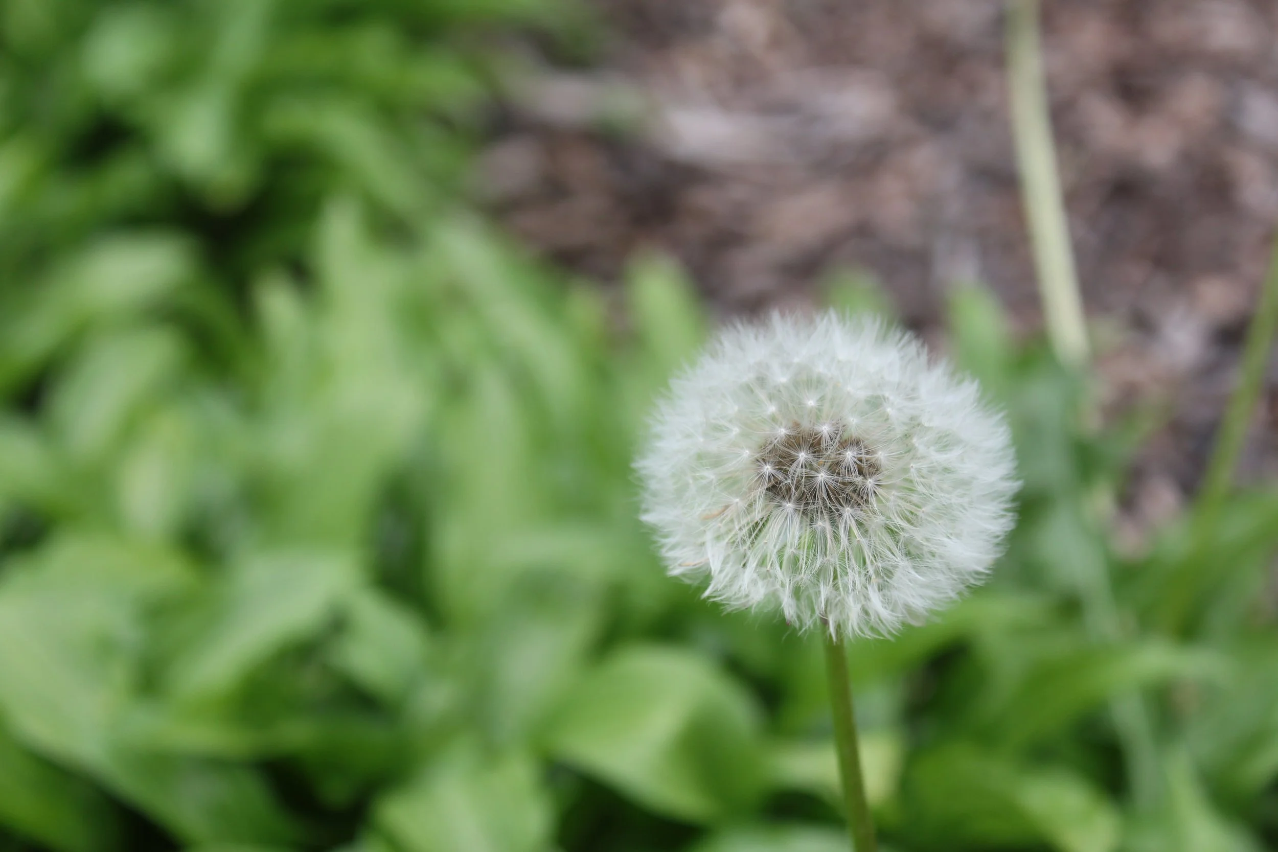 Art208_your DelaneyCoffman_C7_Single Primary Subject1a.JPG