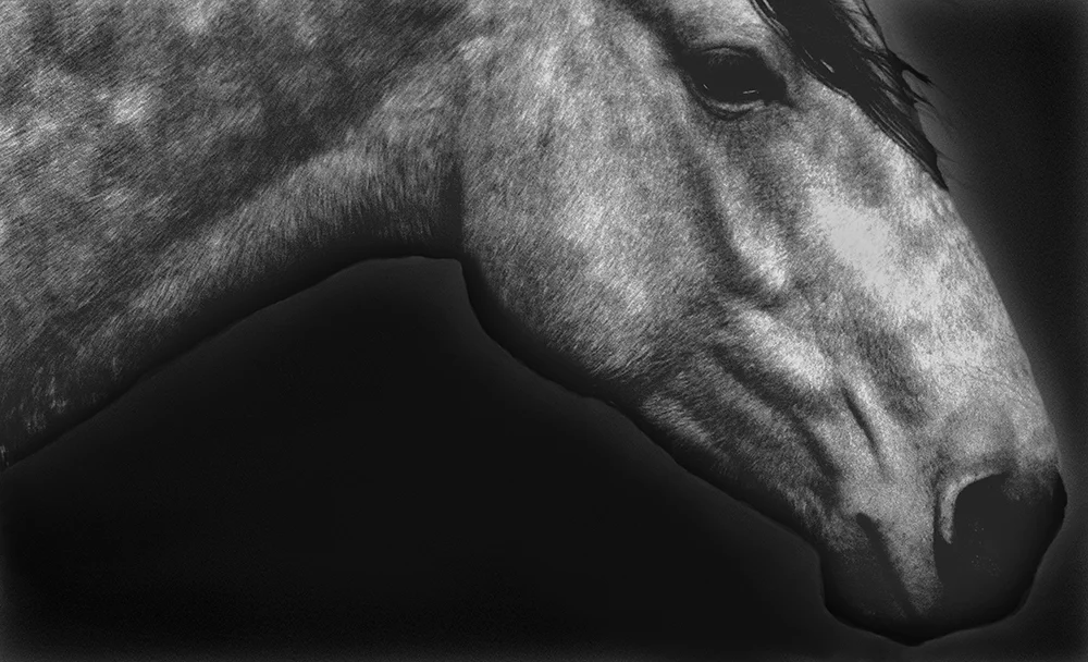 Horse-Head-on-White-Platinum4Cropped.jpg