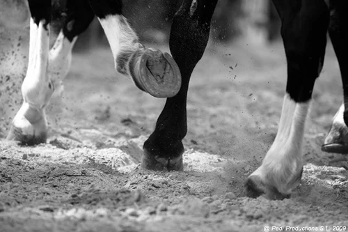 horse-hooves.jpg