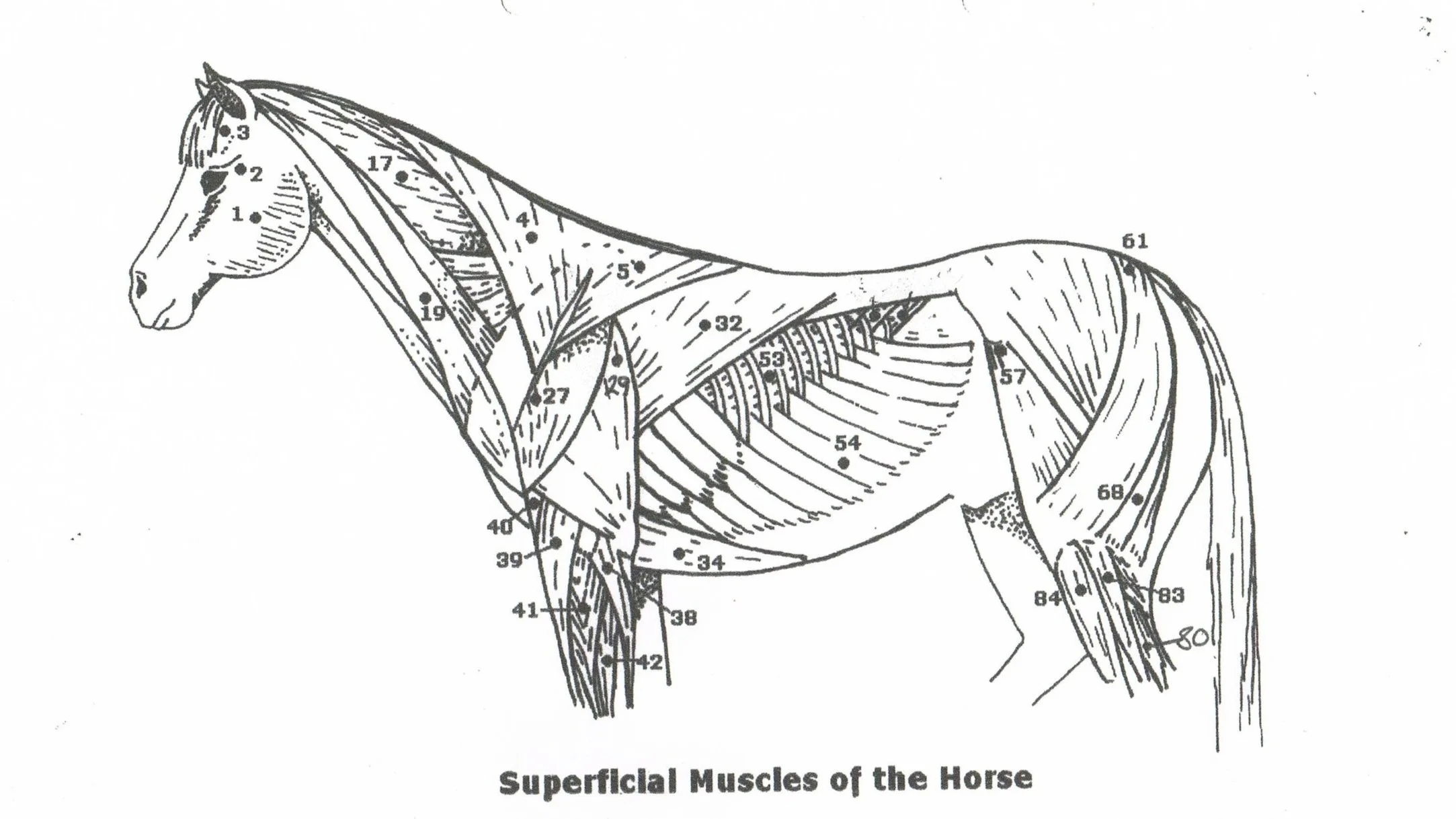 SUPERFICIAL+MUSCLES.jpg