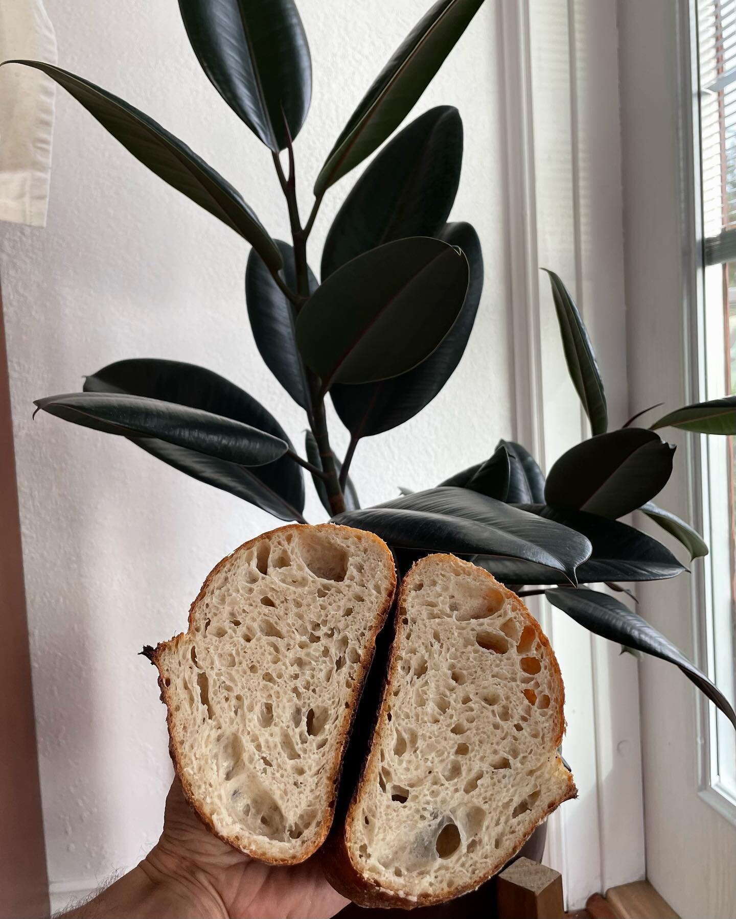 Sourdough loaf and a burgundy rubber tree. Both beautiful, not both edible.
.
Sustainably Made in Alaska with 100% organic ingredients
.
Packaged in biodegradable pouches
.
A portion of profits go toward conservation of Alaska's wild natural environm
