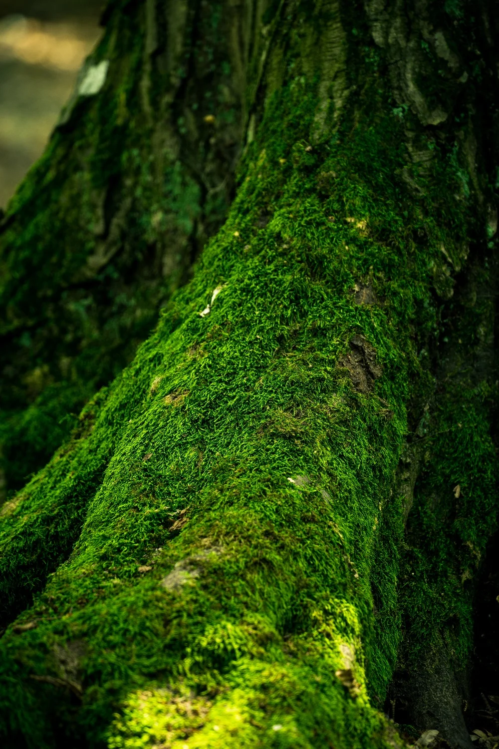 Oak Moss Scent