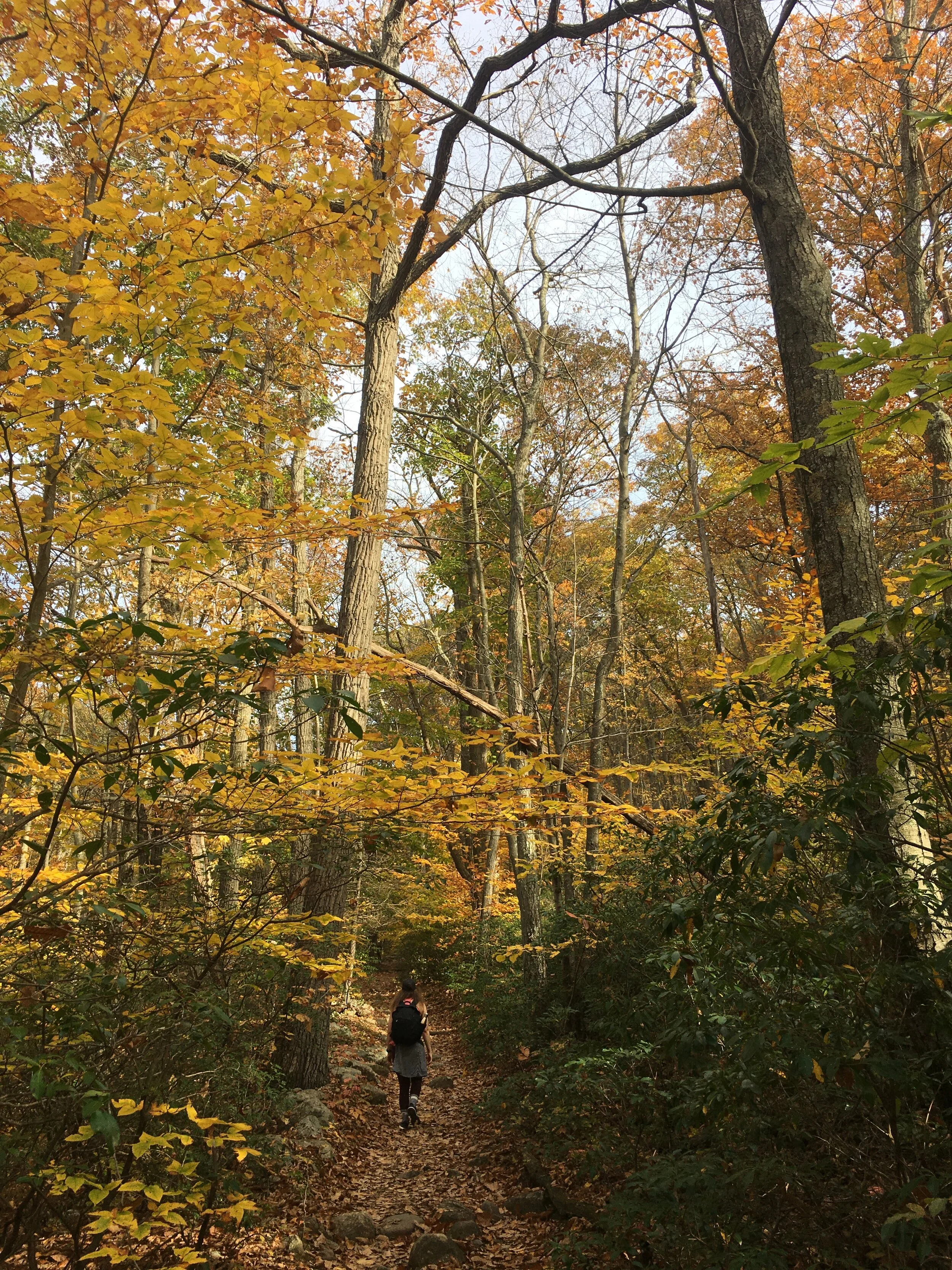 Virtual Nature Therapy for Insurance Professionals: A Voluntary Study 