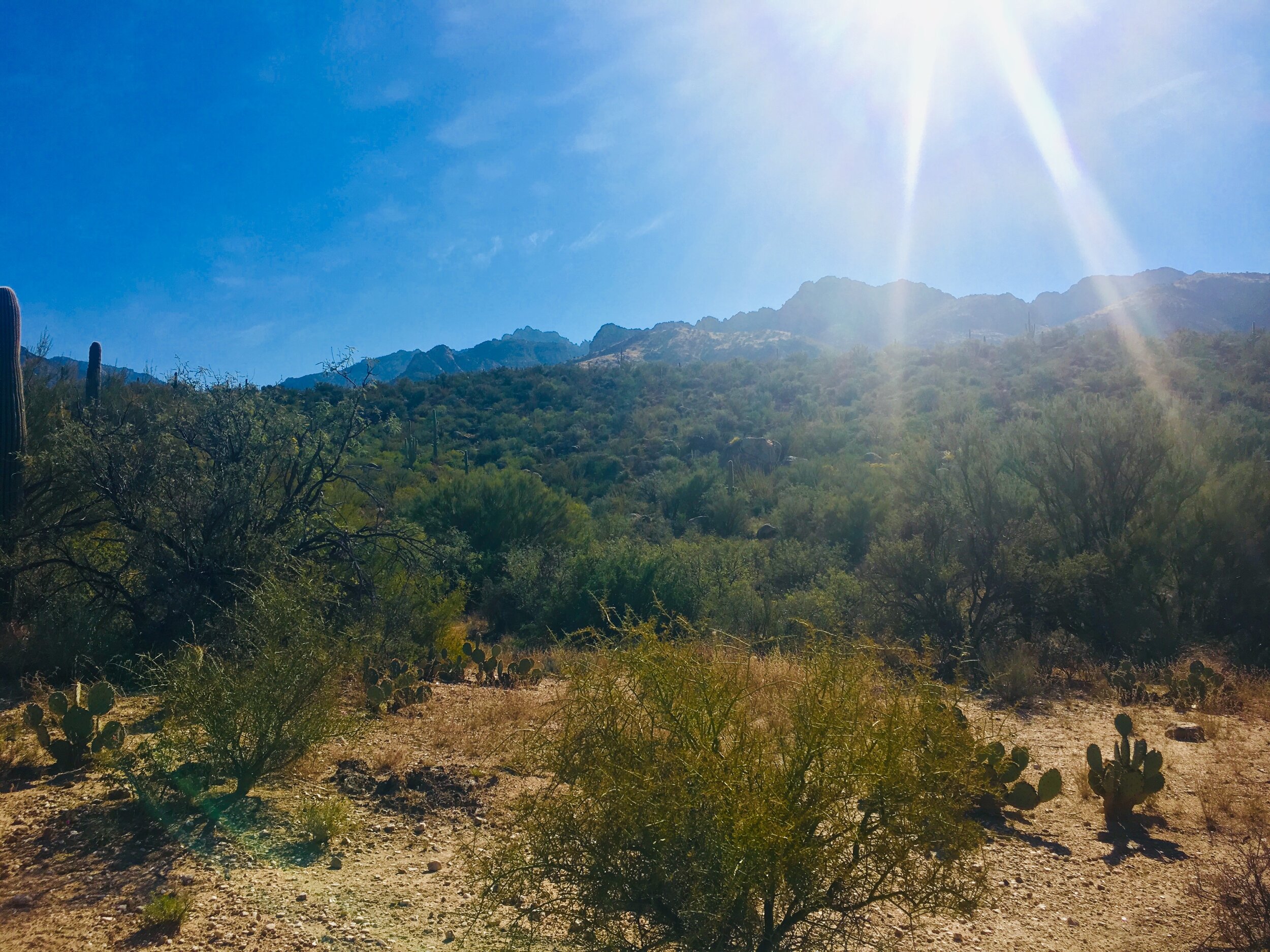 Shinrin-Yoku: Forest Bathing in Catalina State Park in Tucson, AZ