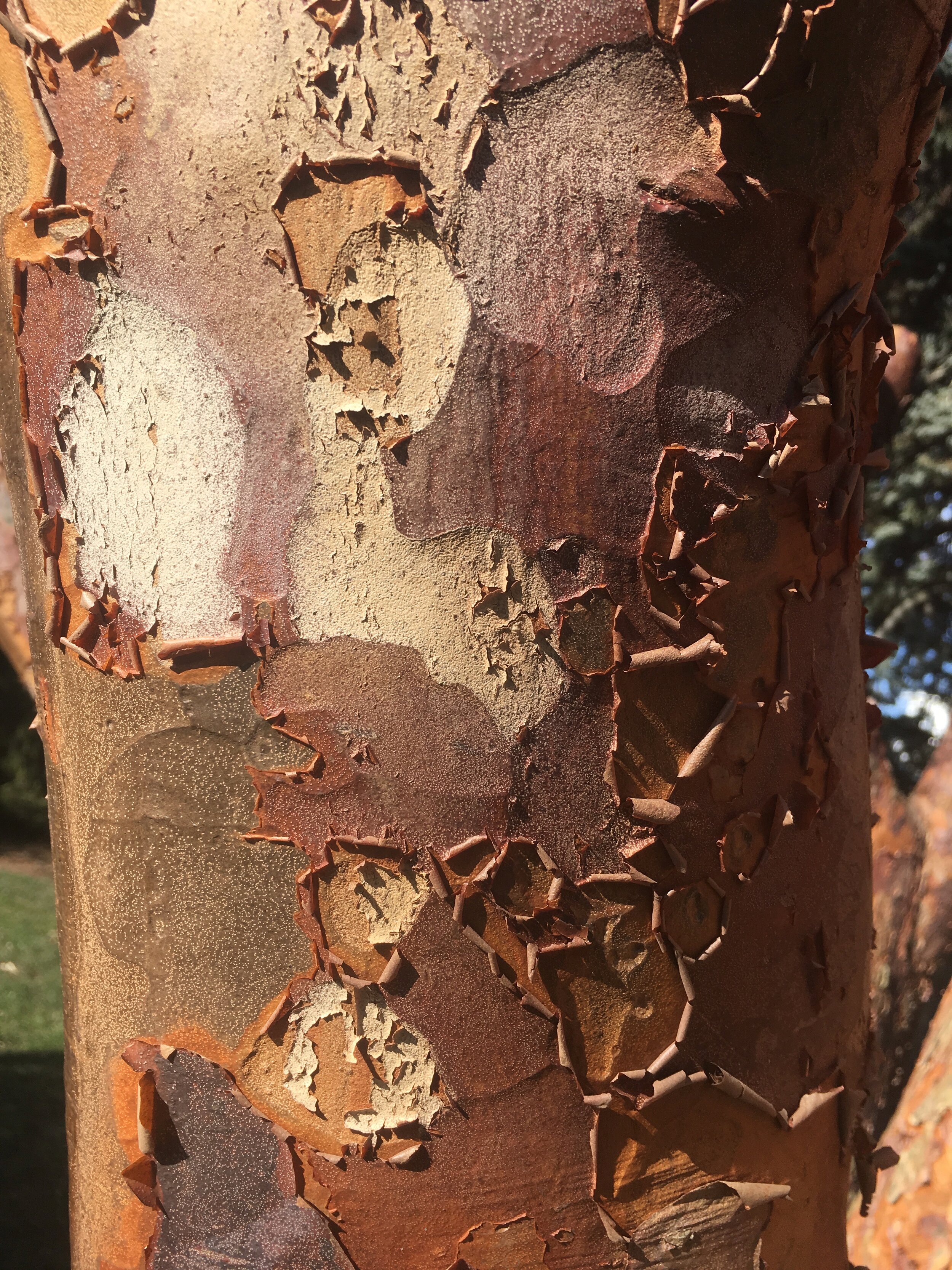 Cultured Forest Quarantine Book Club: The Hidden Life of Trees