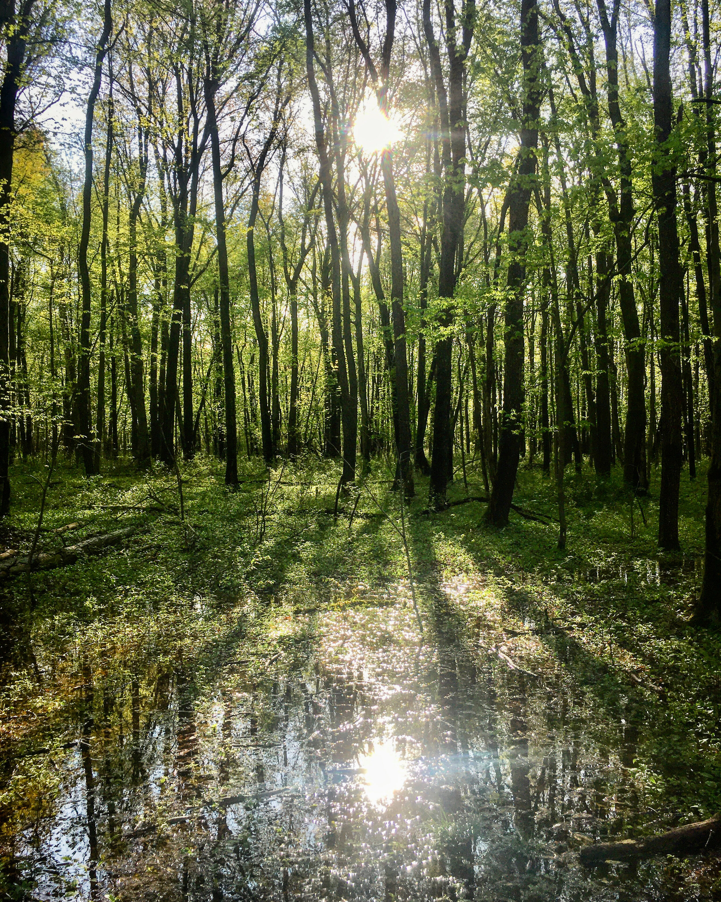 Introduction to Forest Therapy Training with Cultured Forest 