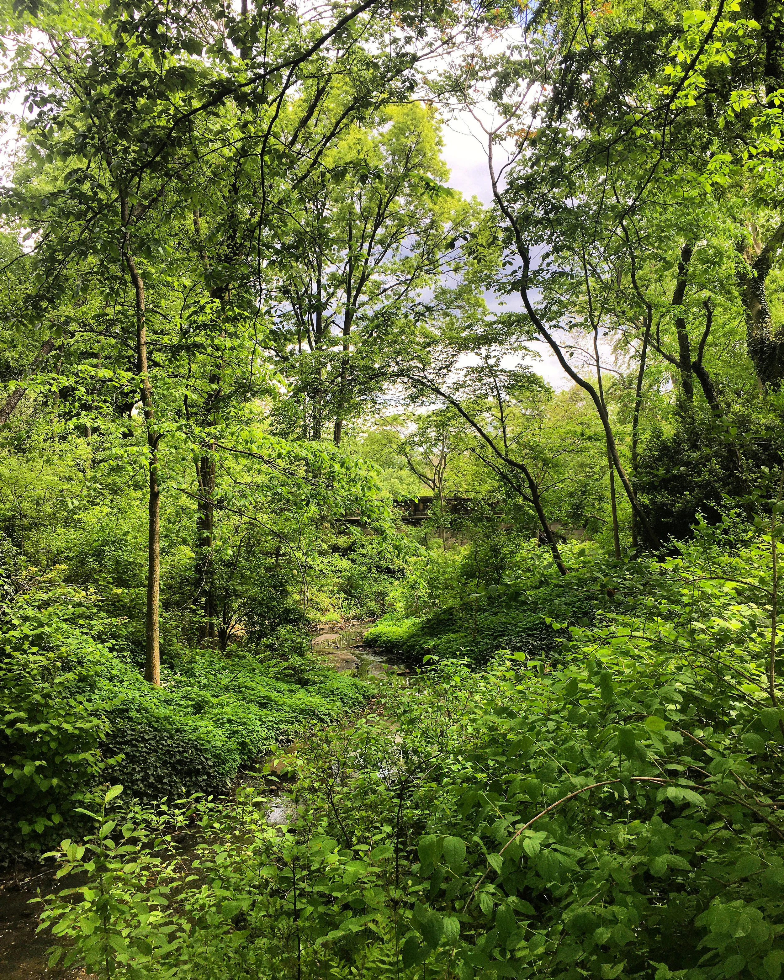 Shinrin-Yoku: Forest Bathing in The Loch in Central Park NYC