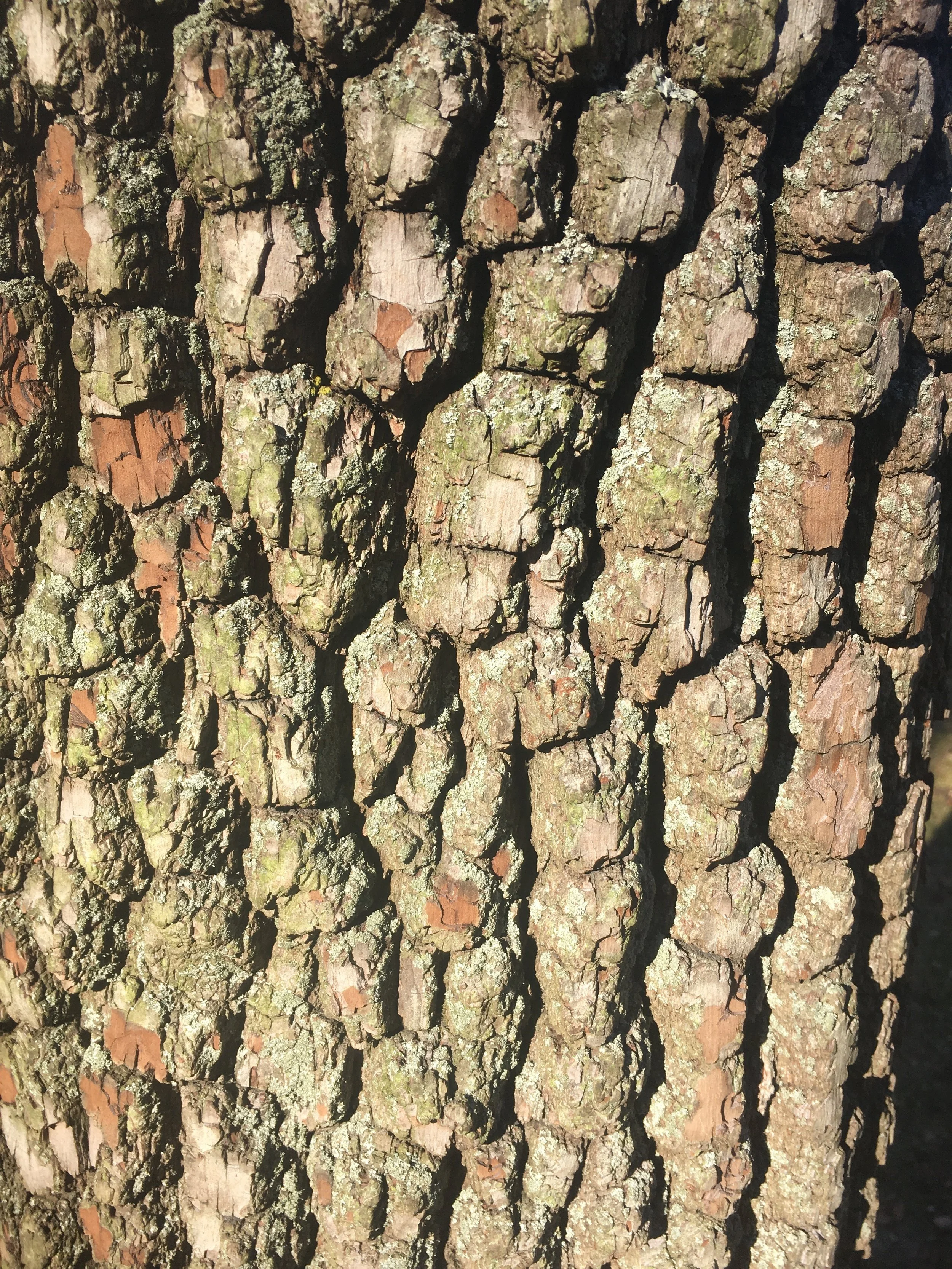 Forest Bathing at Waterloo Greenway in Austin, Texas