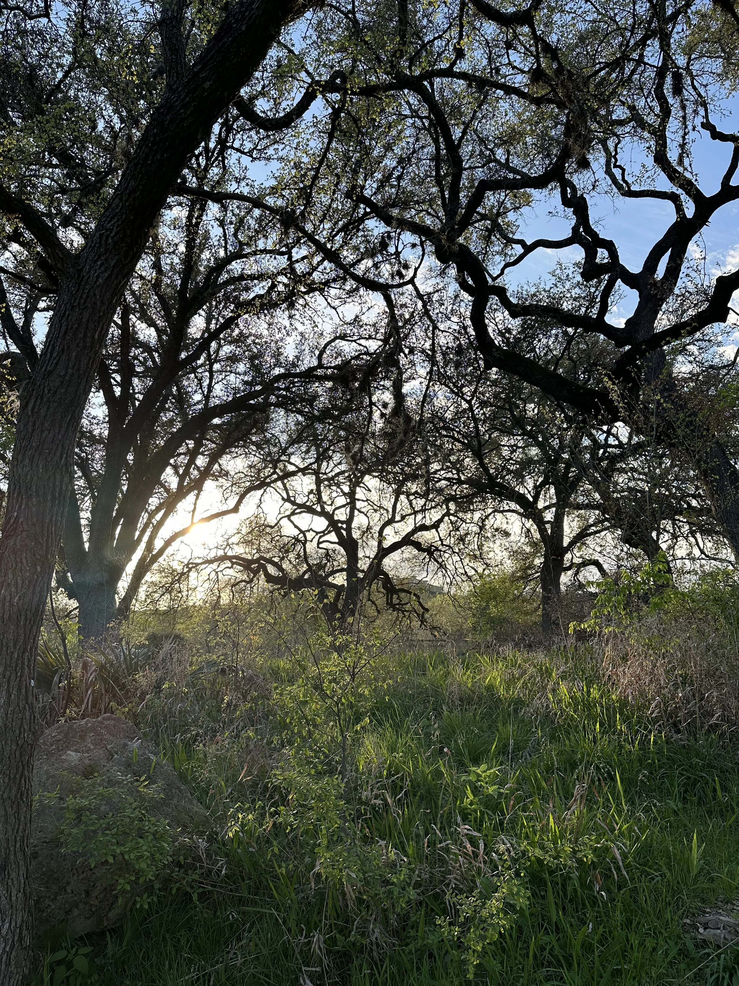 Virtual Nature Therapy for Lawyer Well-Being: Results of a Voluntary Study