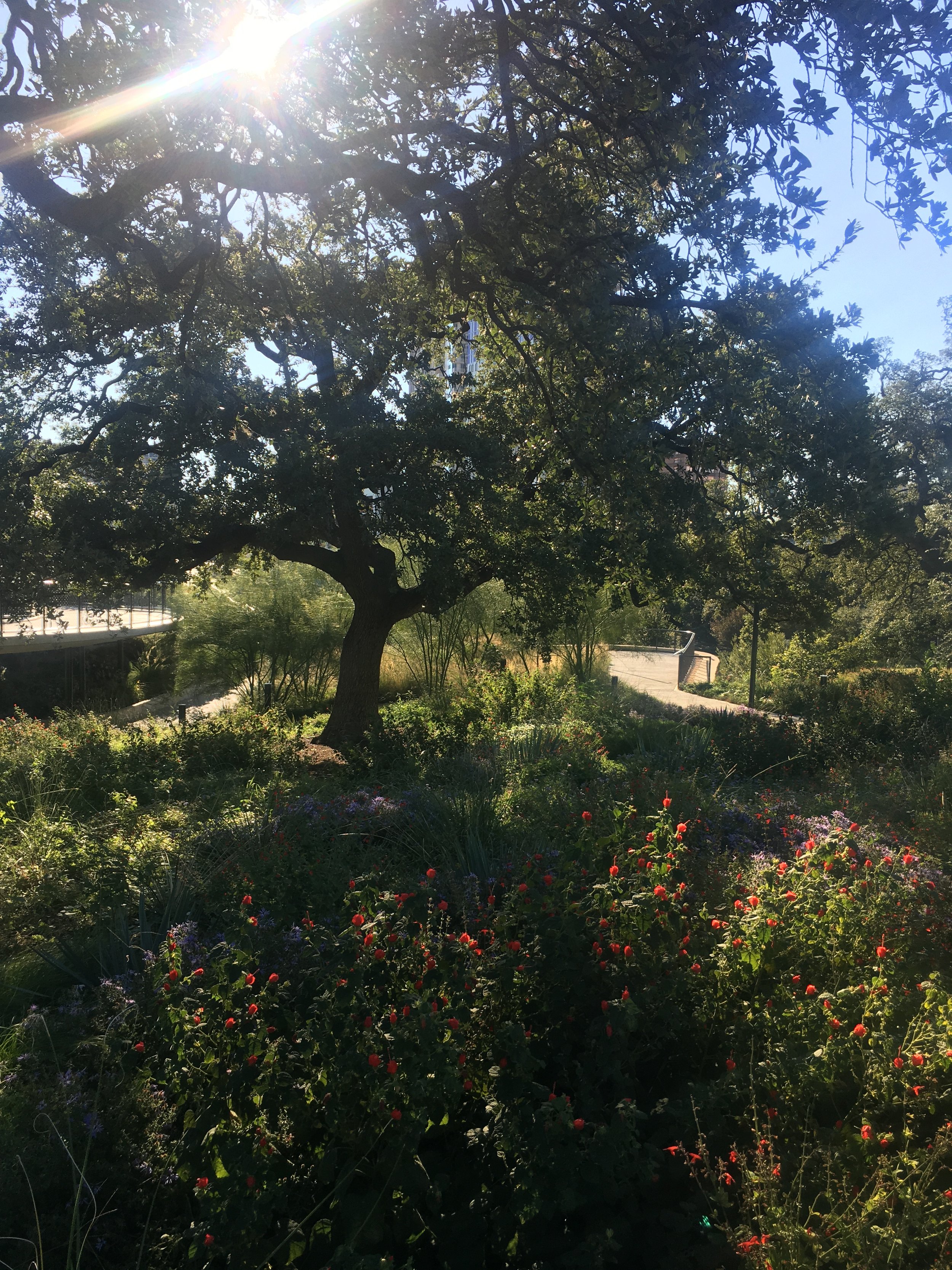 Self Care Sundays: Forest Bathing at Waterloo Greenway in Austin, TX