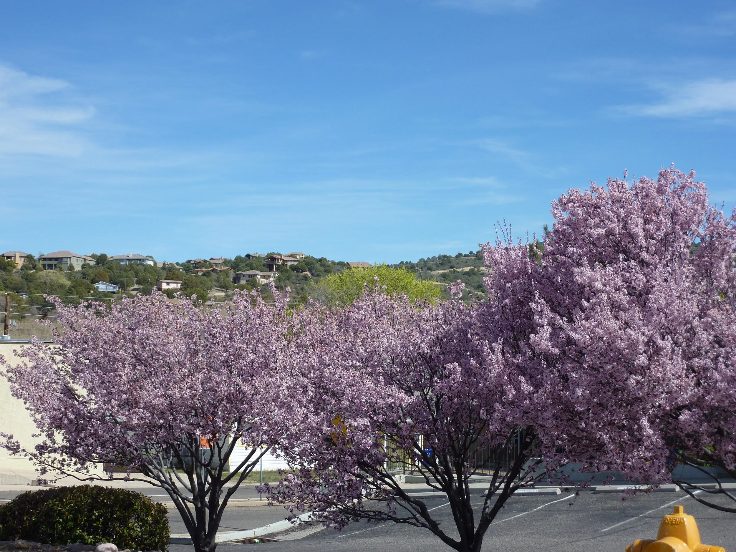 Purple-Trees.JPG