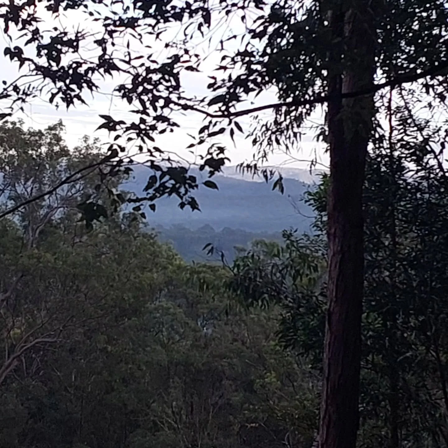Early morning hikes on Mount Coot-tha are the best. 😁
#hikingadventures👣 #mountcoottha #hikersofinstagram