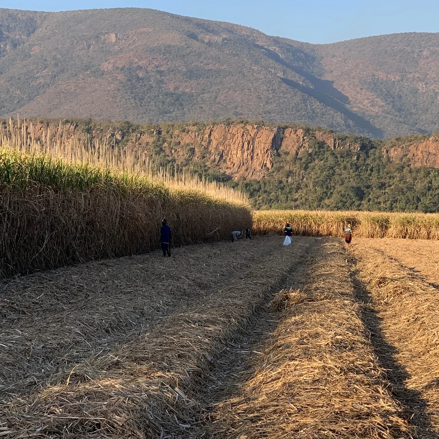 It's spring, what does this mean for your sugarcane? 