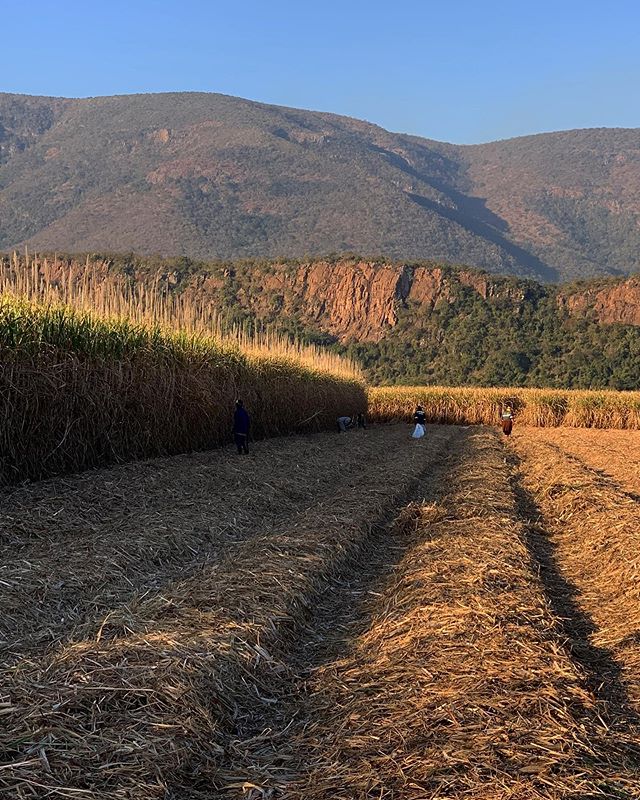 Did you know that #sugarcane is one of the most energy rich crops in the world 🌾 Not only being used for the production of #sugar as we know it, but also to produce 60% of the worlds ethanol, and able to be used as a #biofuel.