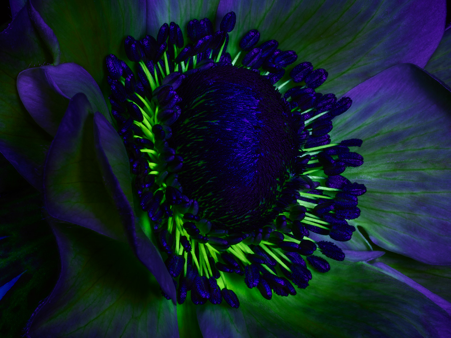 christurner-flower-stamens-ultra-violet.jpg