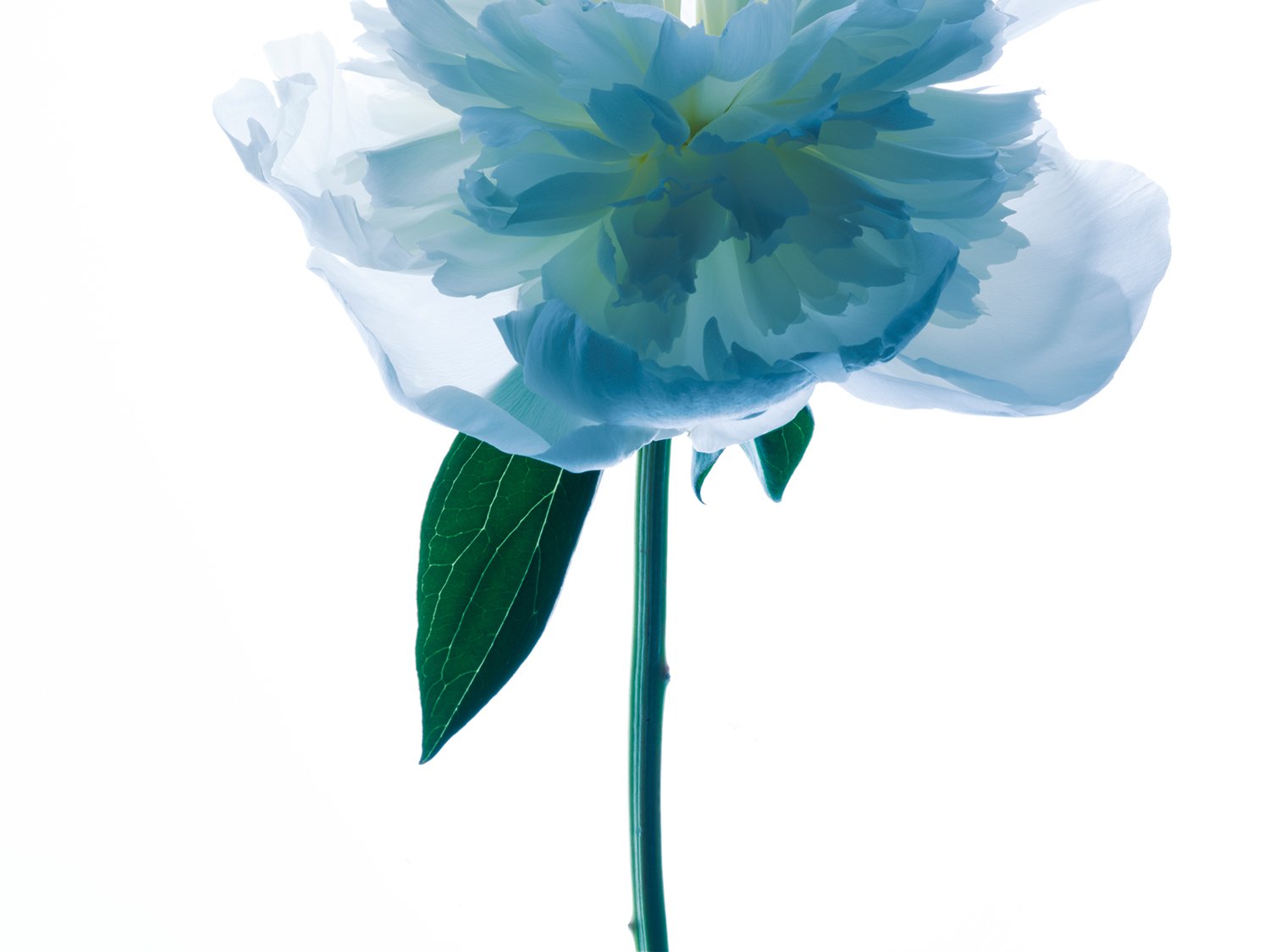 christurner-Peonie3.jpg