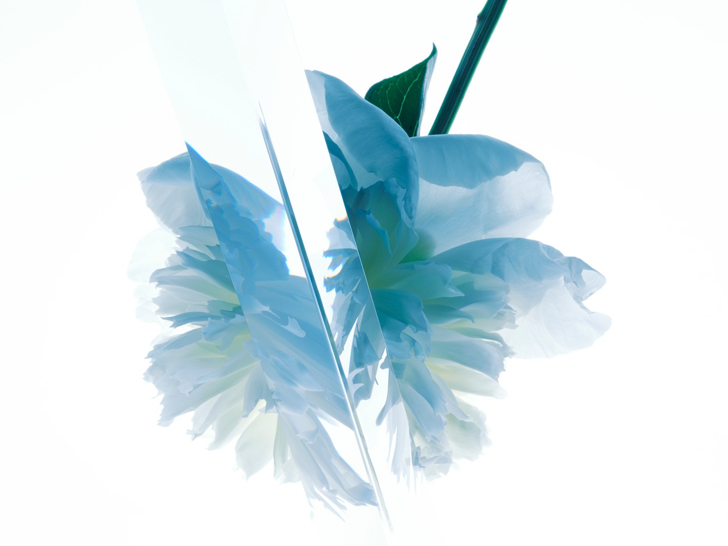 christurner-Peonies-prism.jpg
