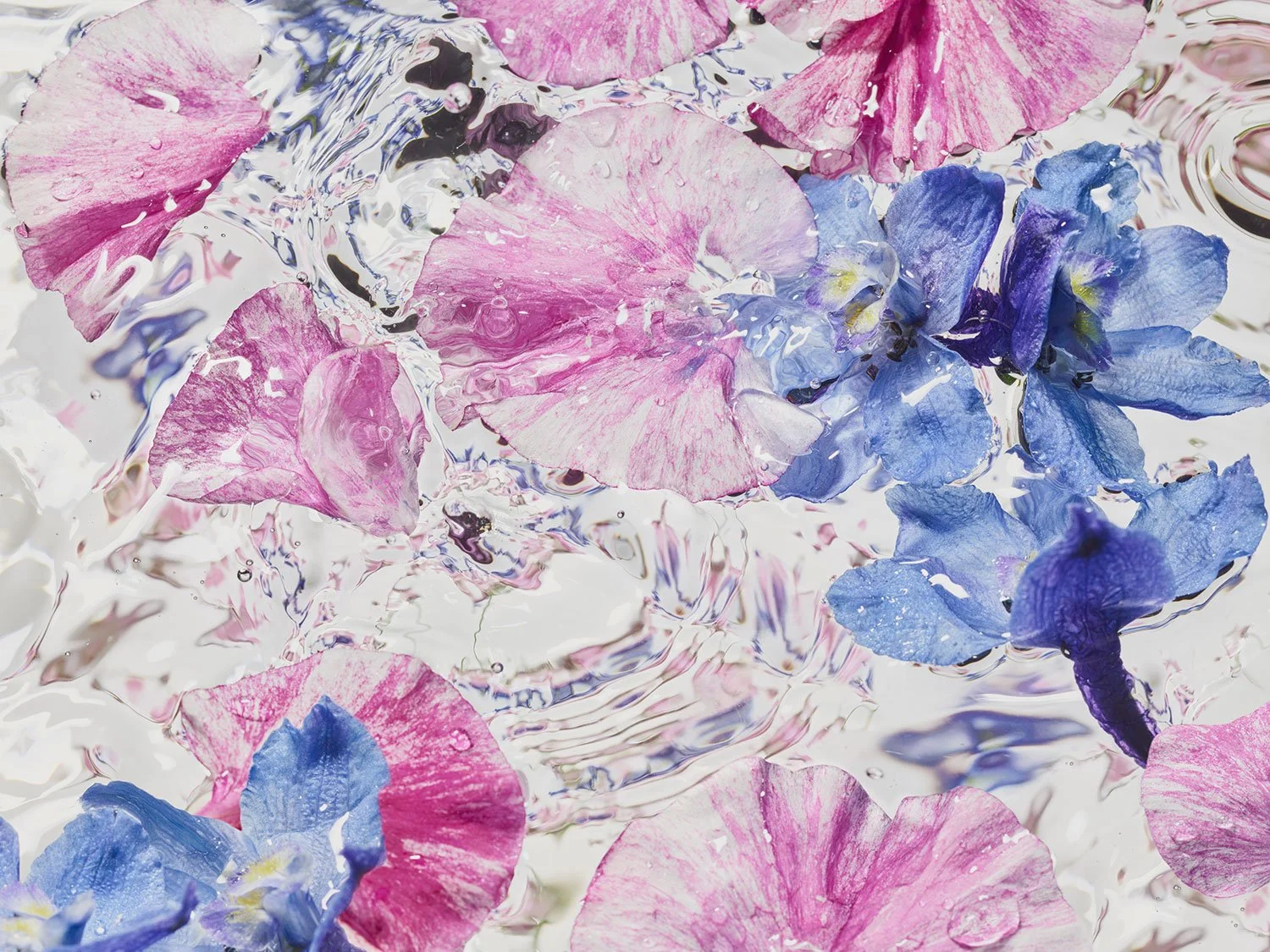 christurner-Petal-water-3A.jpg