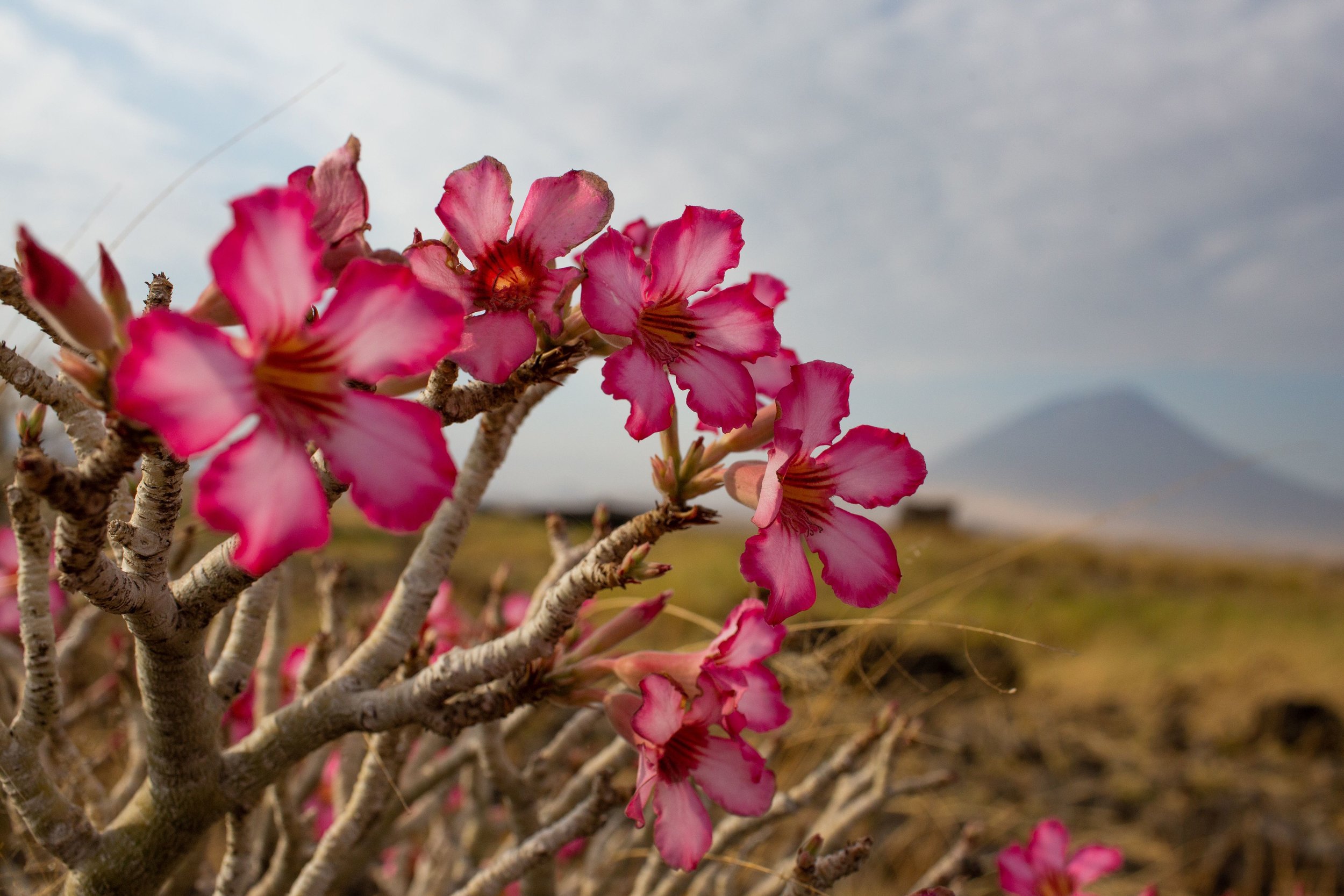 Desert Rose.jpg