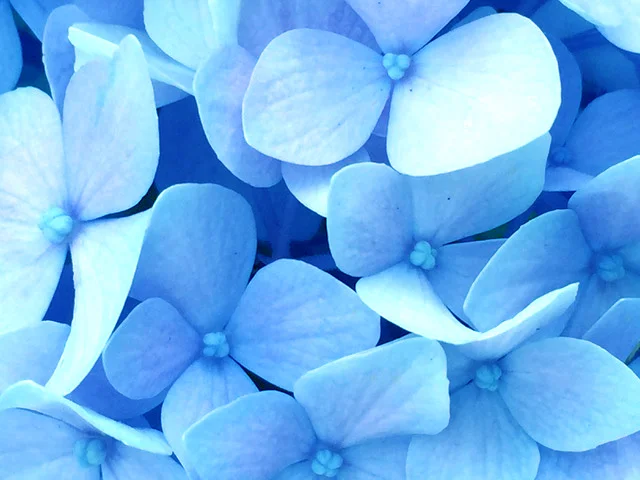 blue-flowers.jpg