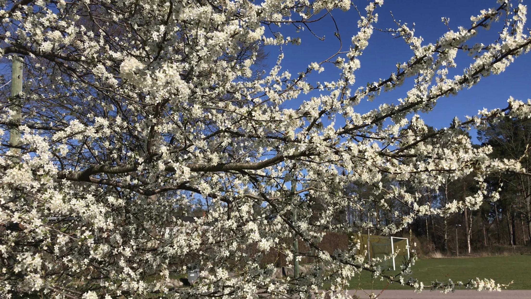 IMG_Flowers and bies.jpeg