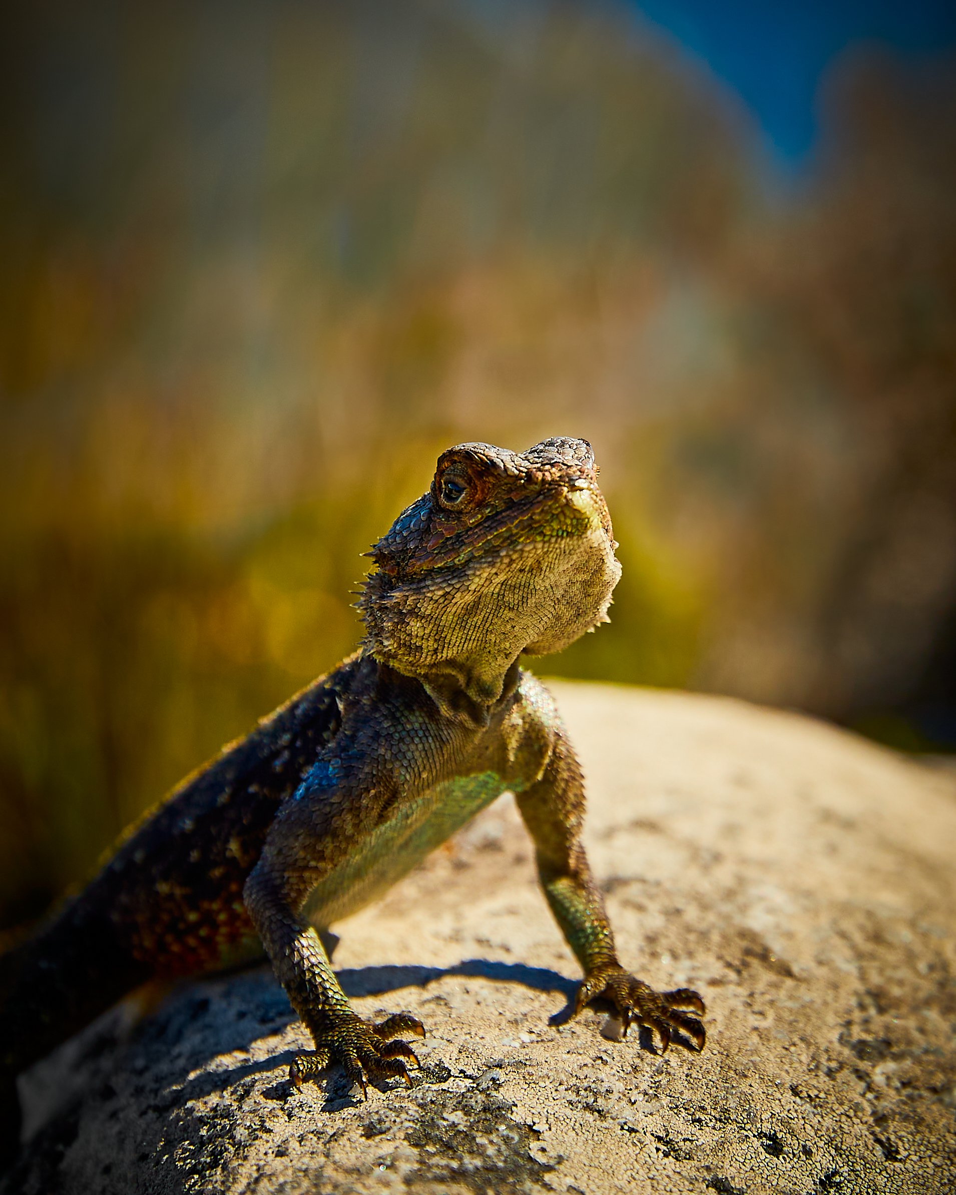 lizard.jpg