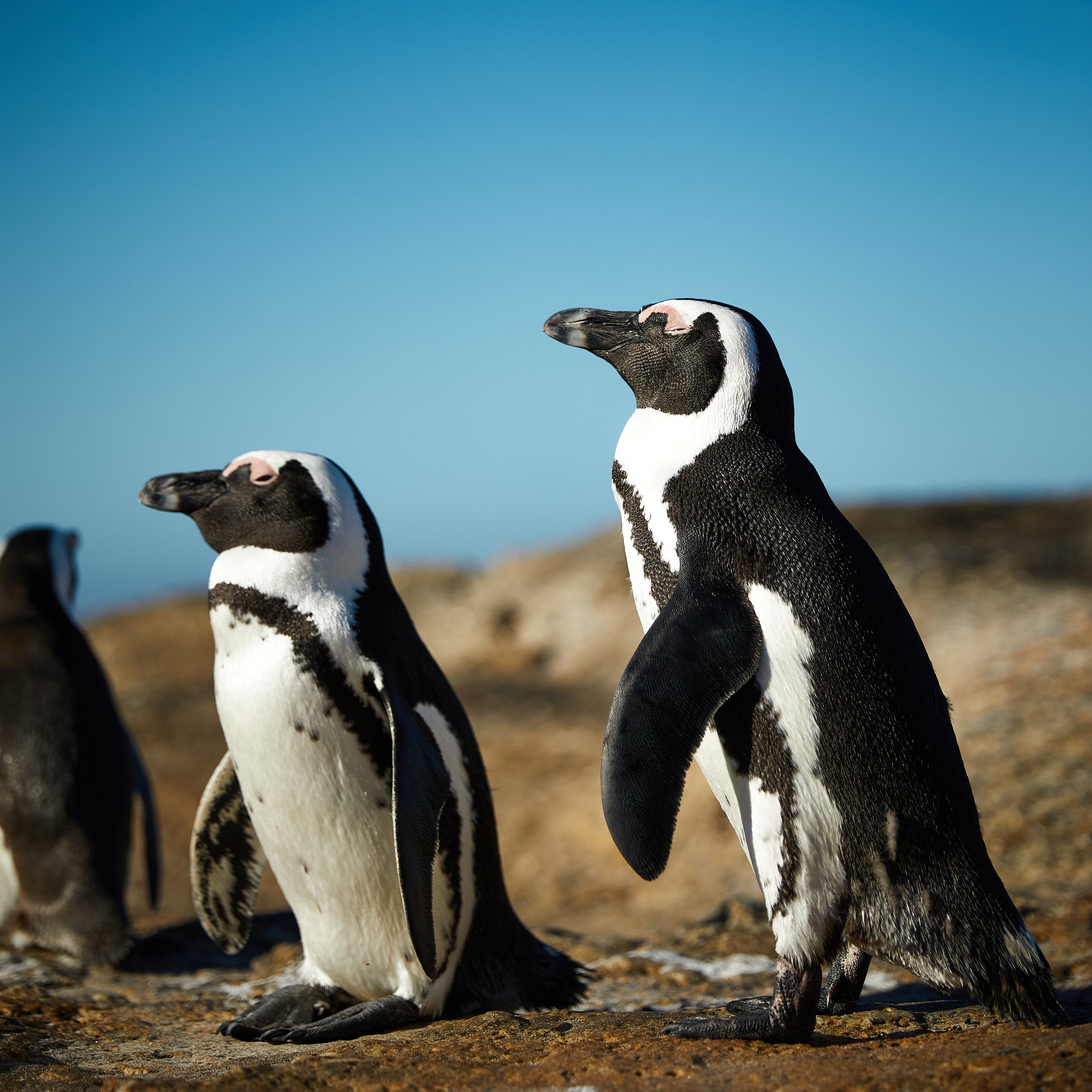 penguins01.jpg